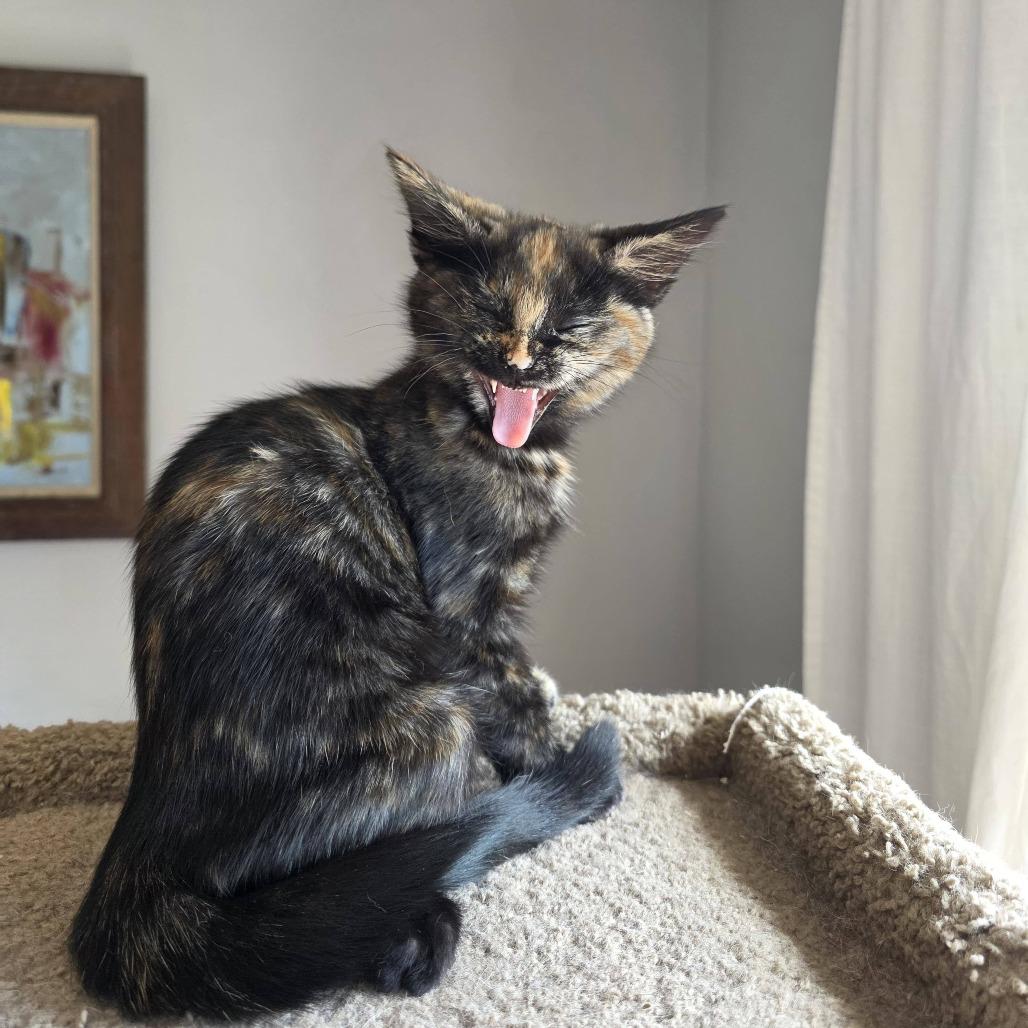 Snickers, a Adoptable Domestic Short Hair in Oakland, CA image 1/4