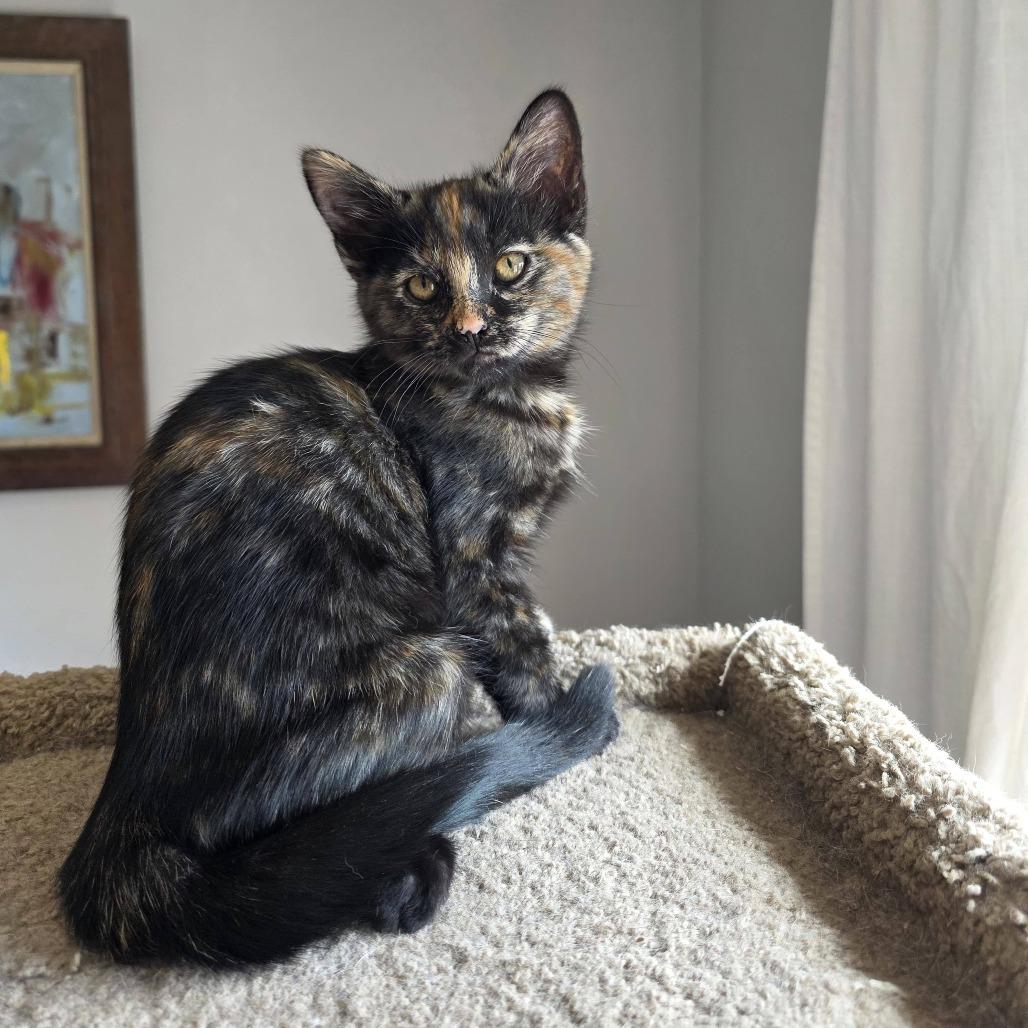 Snickers, a Adoptable Domestic Short Hair in Oakland, CA image 2/4