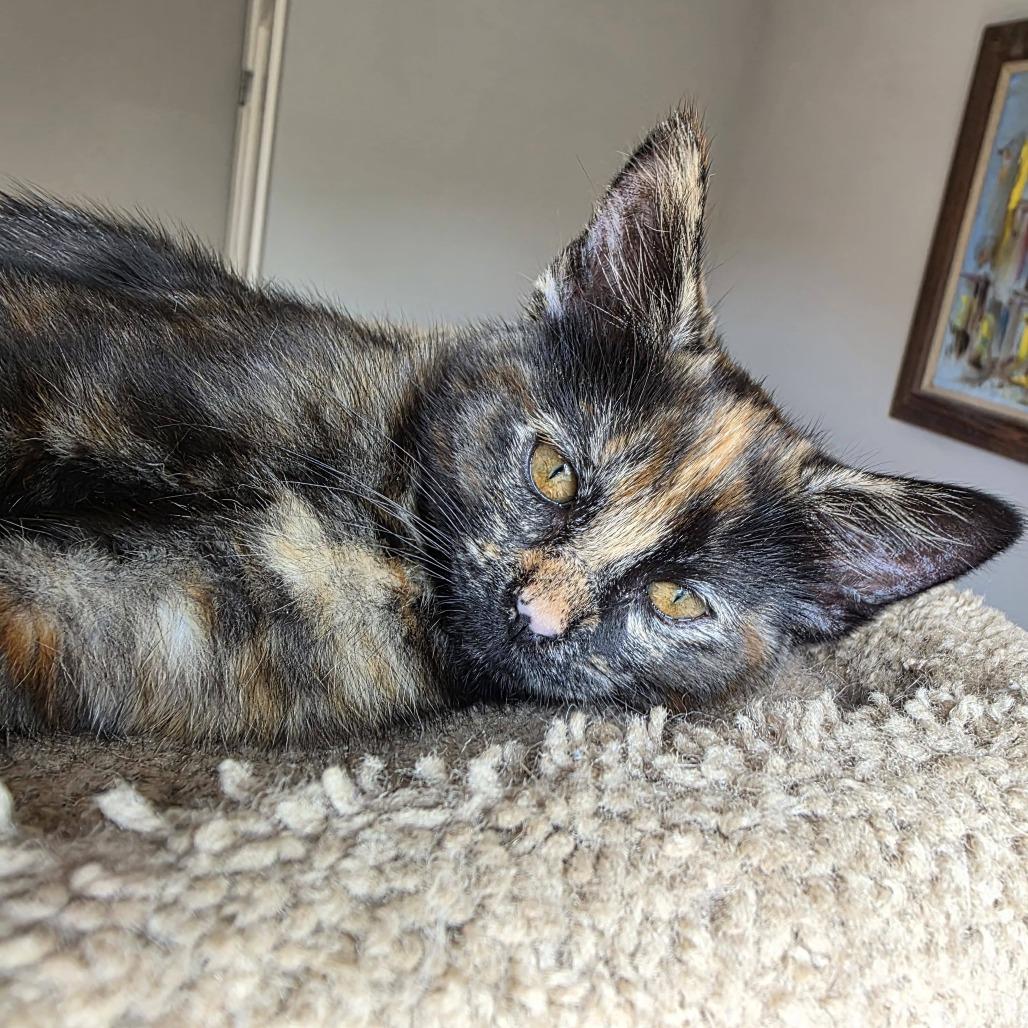 Snickers, a Adoptable Domestic Short Hair in Oakland, CA image 3/4