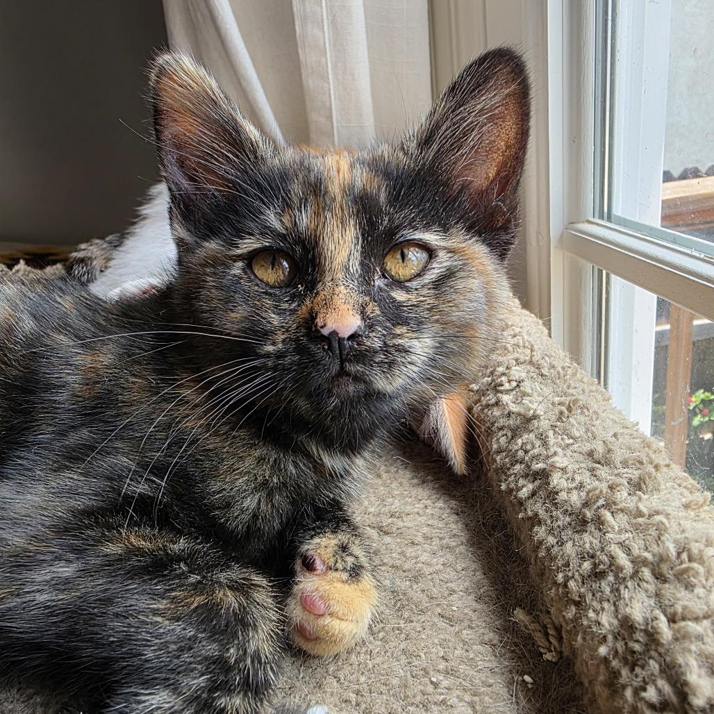Snickers, a Adoptable Domestic Short Hair in Oakland, CA image 4/4
