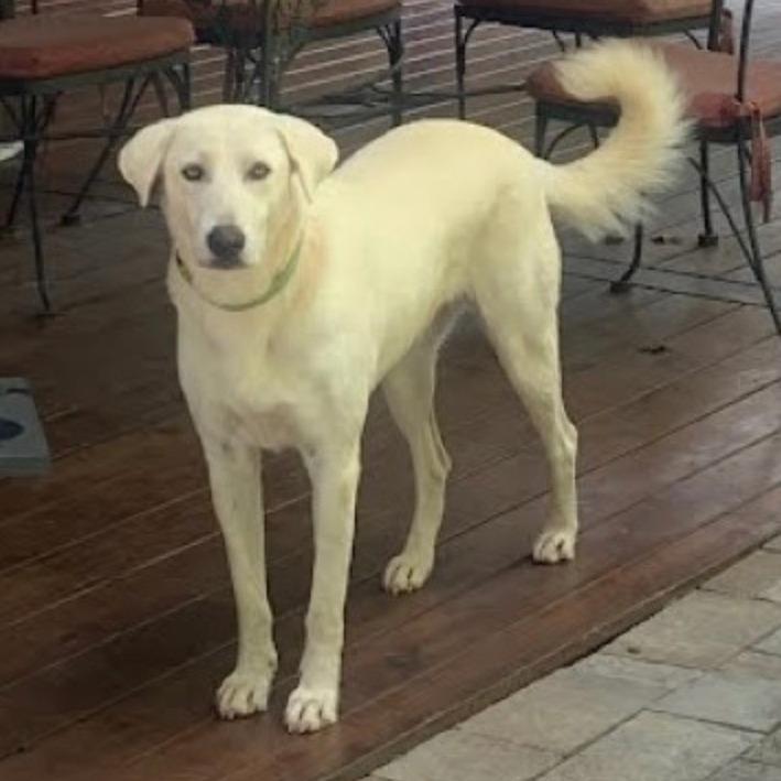 Ava, Adoptable, Adult Female Labrador Retriever & Mixed Breed.