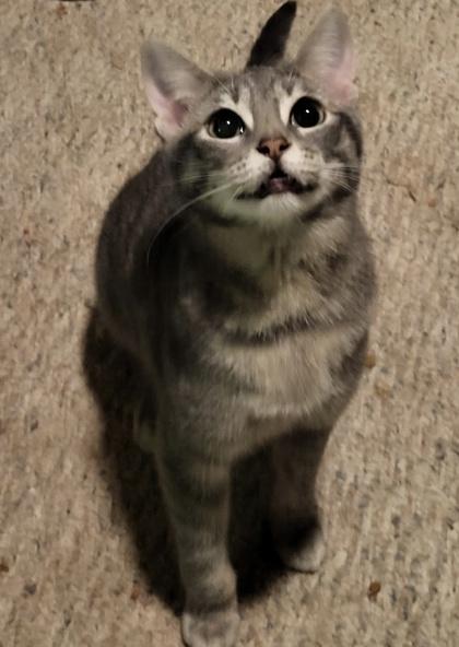 Lula, a Adoptable Domestic Short Hair in Anderson, IN image 1/2