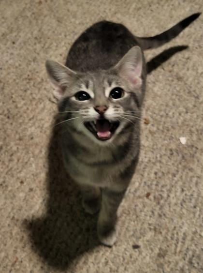 Lula, a Adoptable Domestic Short Hair in Anderson, IN image 2/2