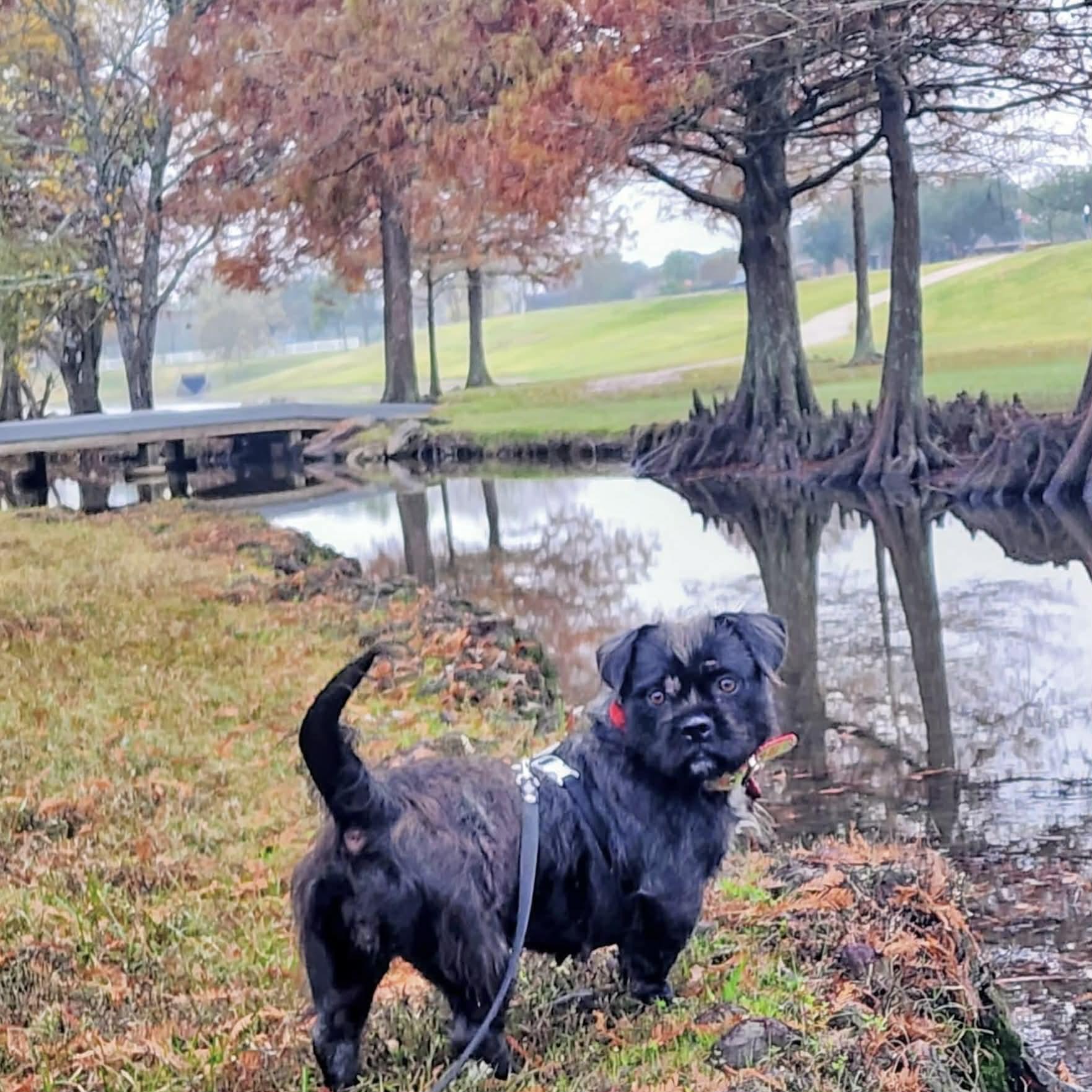 Enlarge Bonnie, a ADOPTABLE mixed breed in Boulder, CO image 4/5