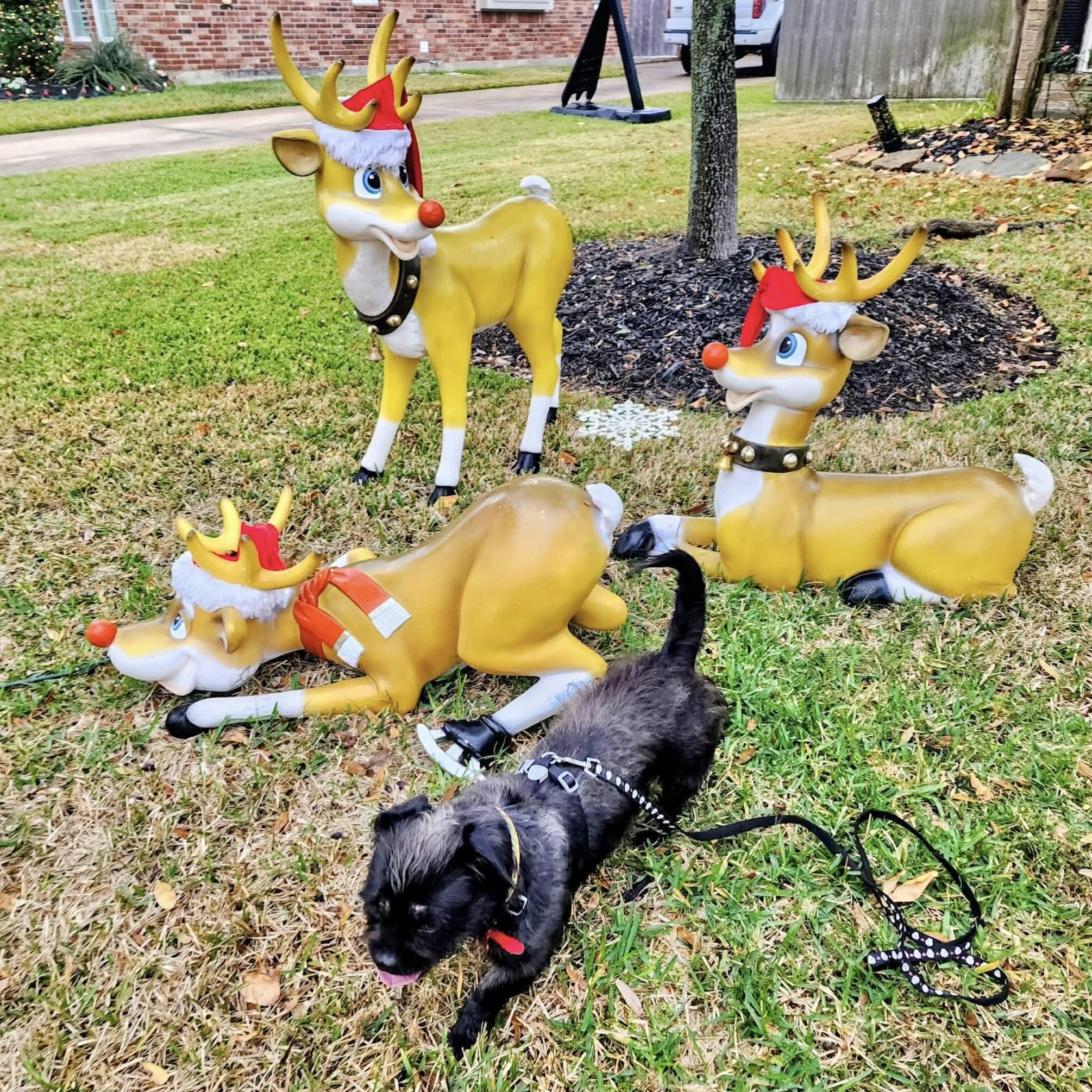 Enlarge Bonnie, a ADOPTABLE mixed breed in Boulder, CO image 3/5