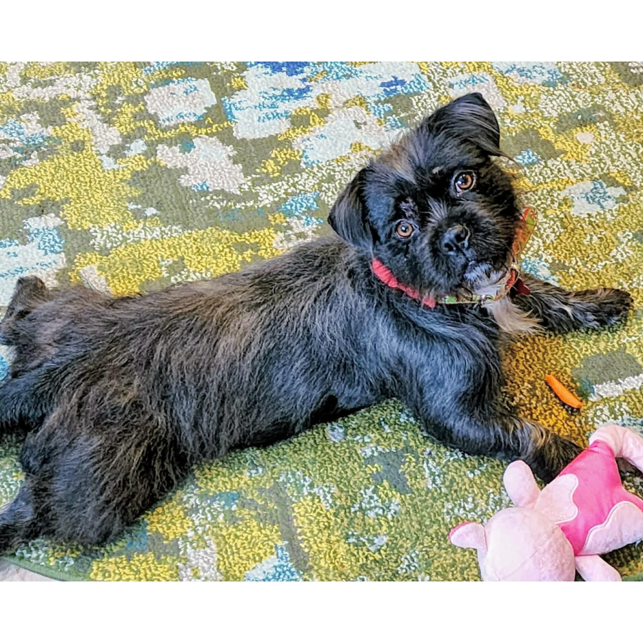 Enlarge Bonnie, a ADOPTABLE mixed breed in Boulder, CO image 2/5