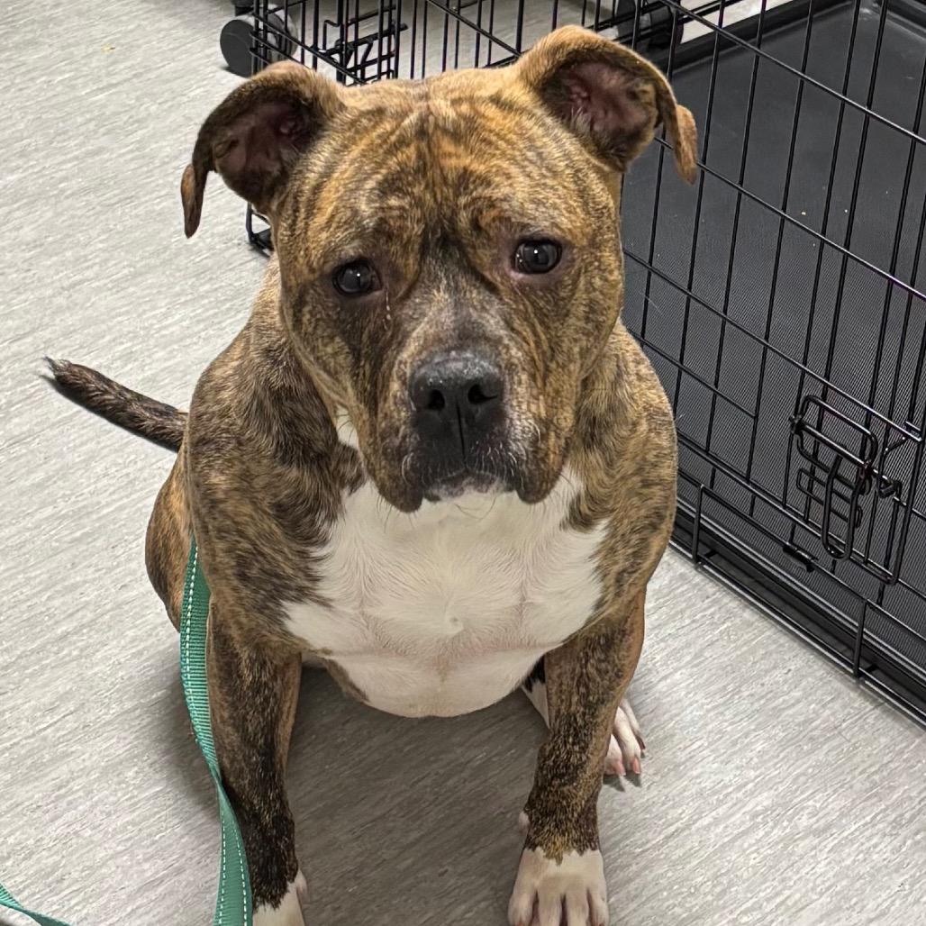 Enlarge Ebony, a Adoptable mixed breed in Columbia Station, OH image 1/6