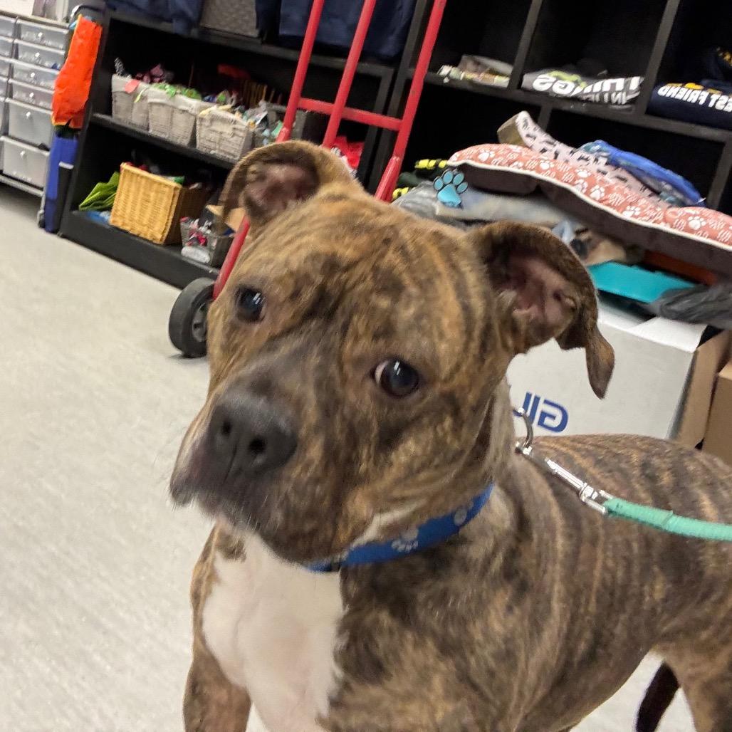 Enlarge Ebony, a Adoptable mixed breed in Columbia Station, OH image 2/6