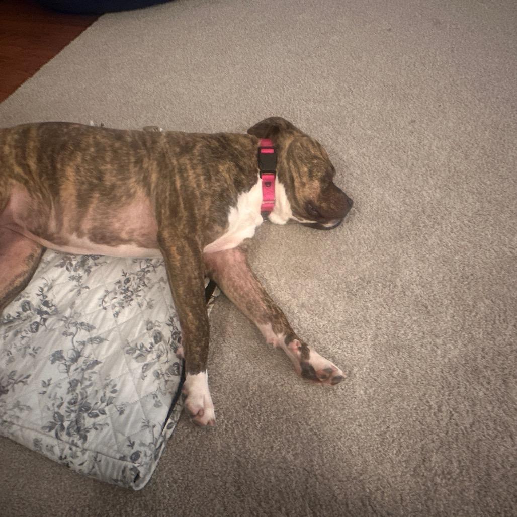 Enlarge Ebony, a Adoptable mixed breed in Columbia Station, OH image 3/6