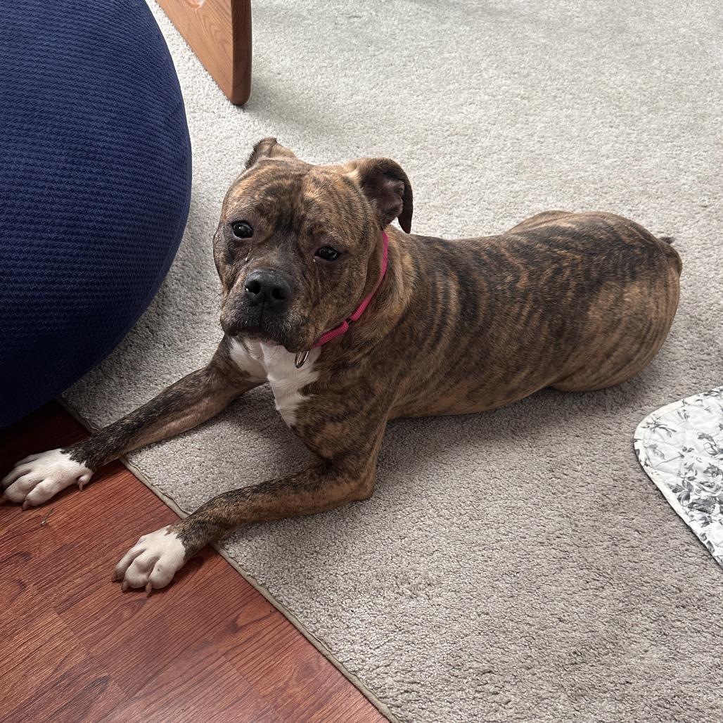 Enlarge Ebony, a Adoptable mixed breed in Columbia Station, OH image 3/6