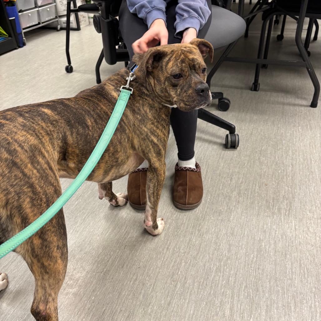 Enlarge Ebony, a Adoptable mixed breed in Columbia Station, OH image 6/6