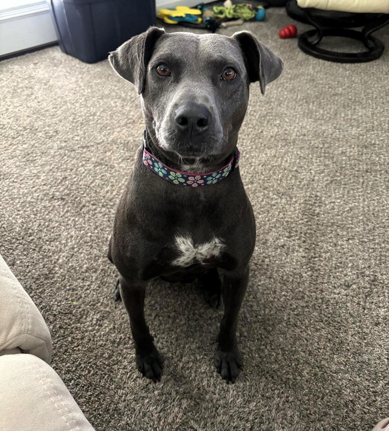 Enlarge Lola, a Adoptable Mixed Breed in Shelburne, VT image 1/3