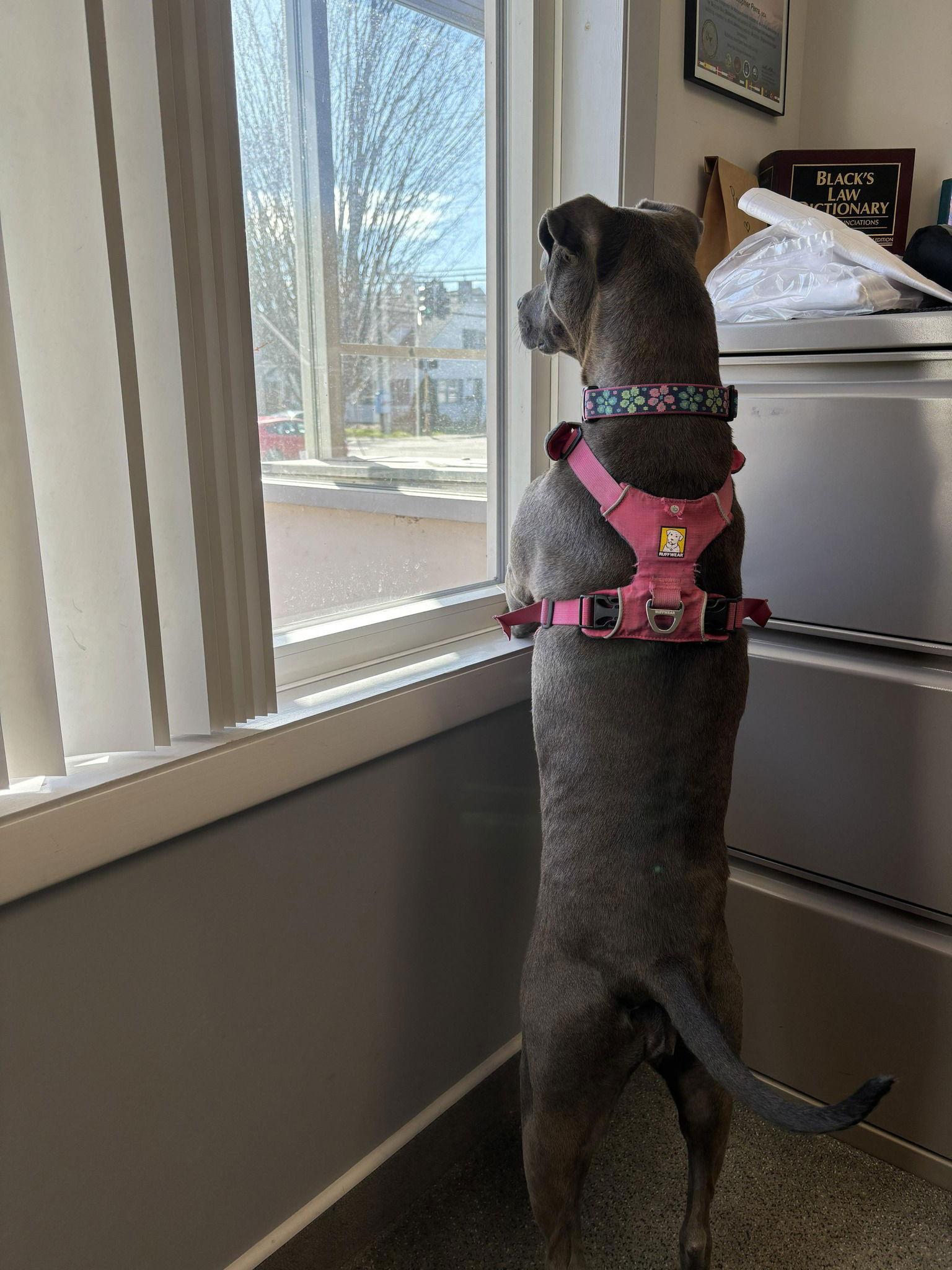 Enlarge Lola, a Adoptable Mixed Breed in Shelburne, VT image 2/3