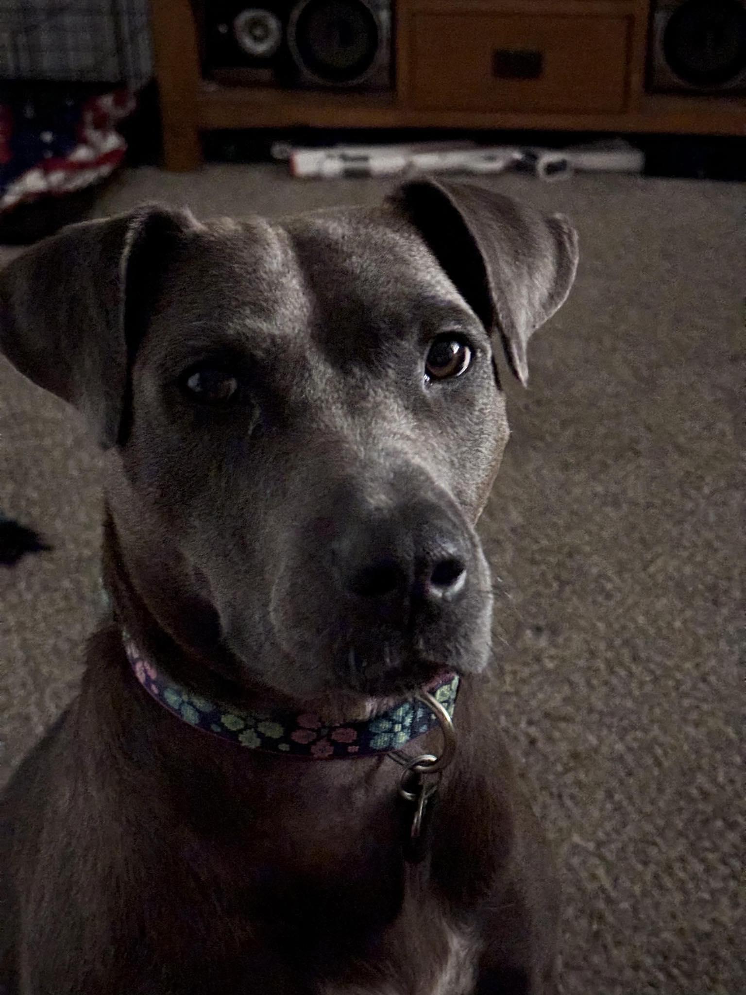 Enlarge Lola, a Adoptable Mixed Breed in Shelburne, VT image 3/3