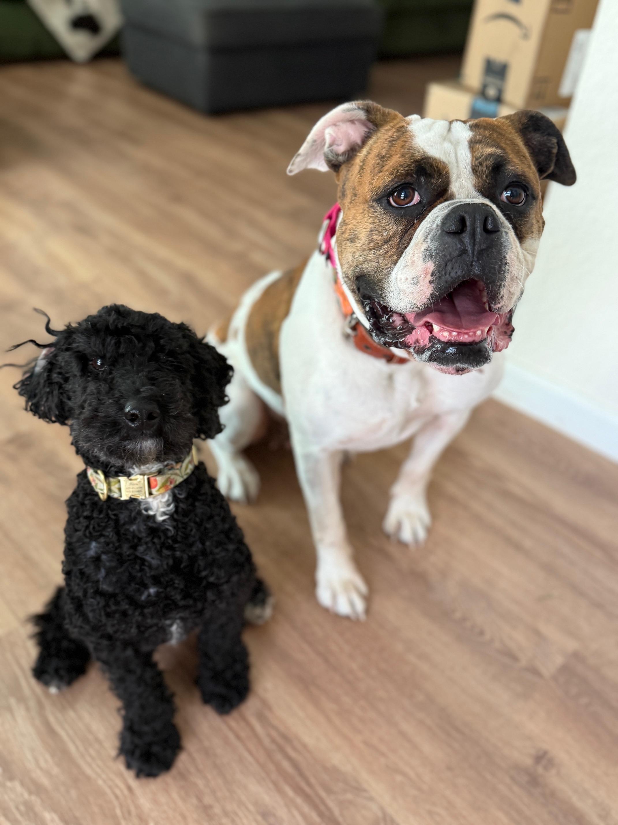 Enlarge Lola, a Adoptable mixed breed in Cambridge, OH image 2/6