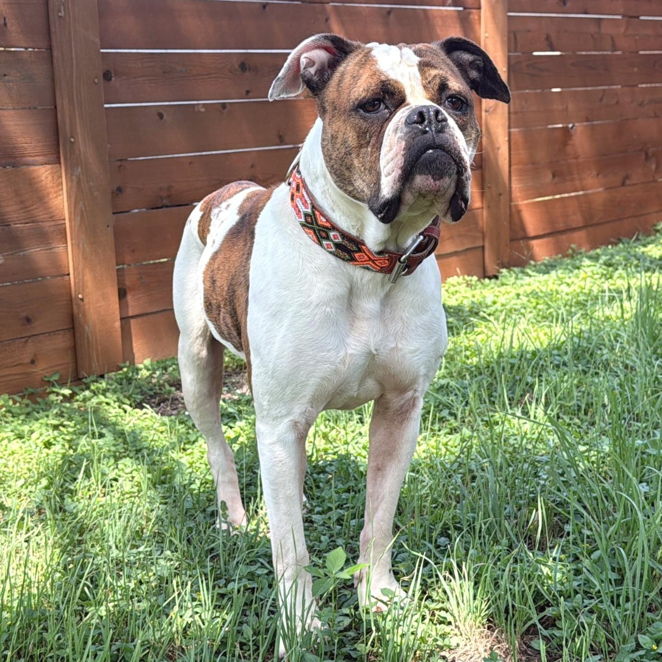 Enlarge Lola, a Adoptable mixed breed in Cambridge, OH image 5/6