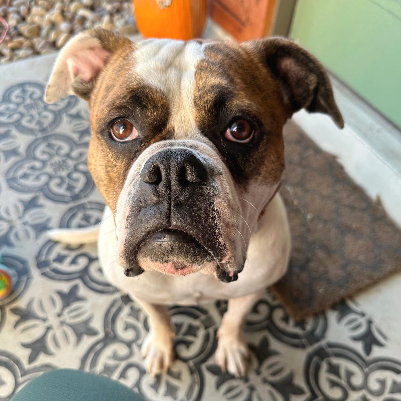 Enlarge Lola, a Adoptable mixed breed in Cambridge, OH image 1/6