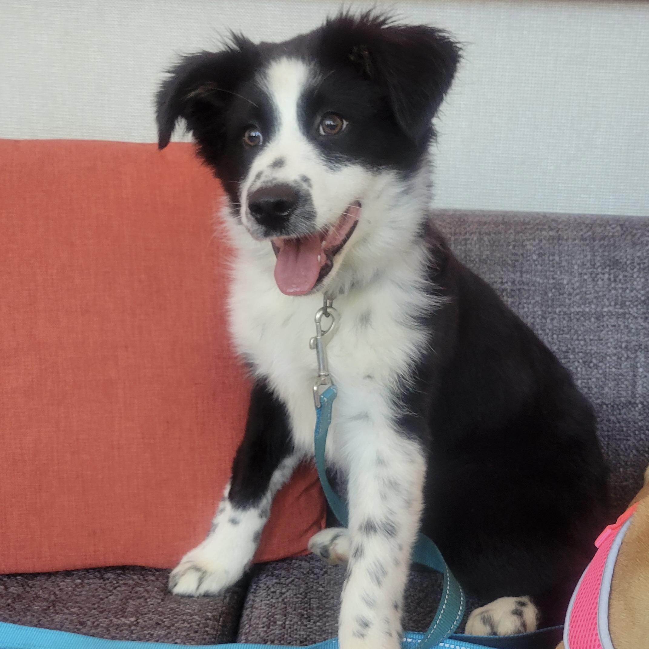 Minnie, an adopted Australian Shepherd in Prior Lake, MN image 2/5