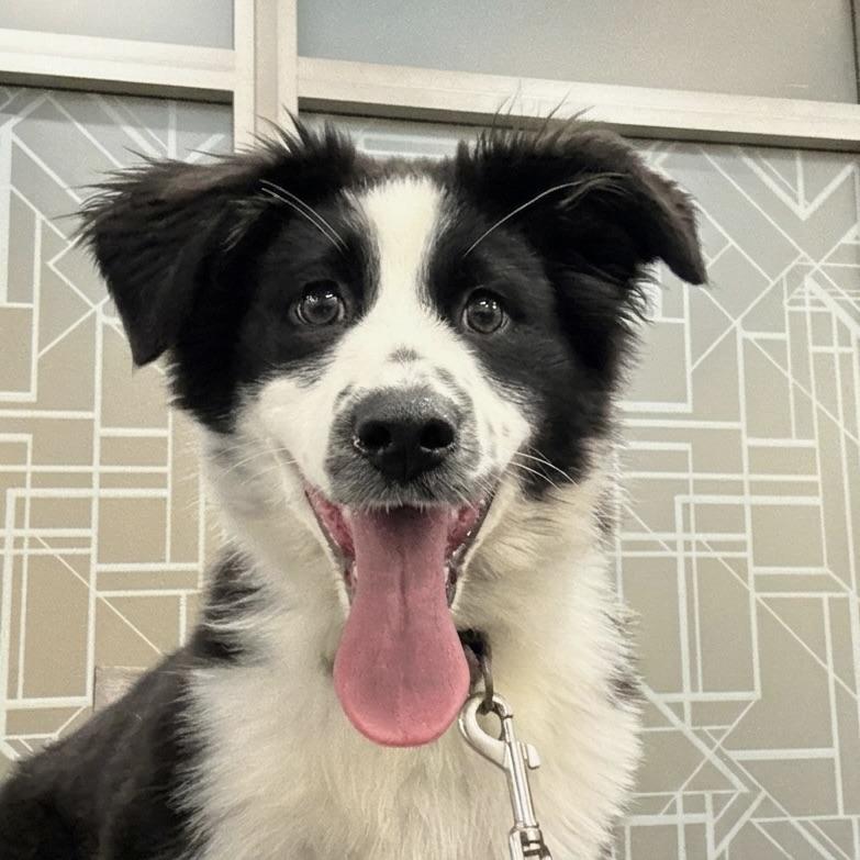 Minnie, adopted, Puppy Female Australian Shepherd.
