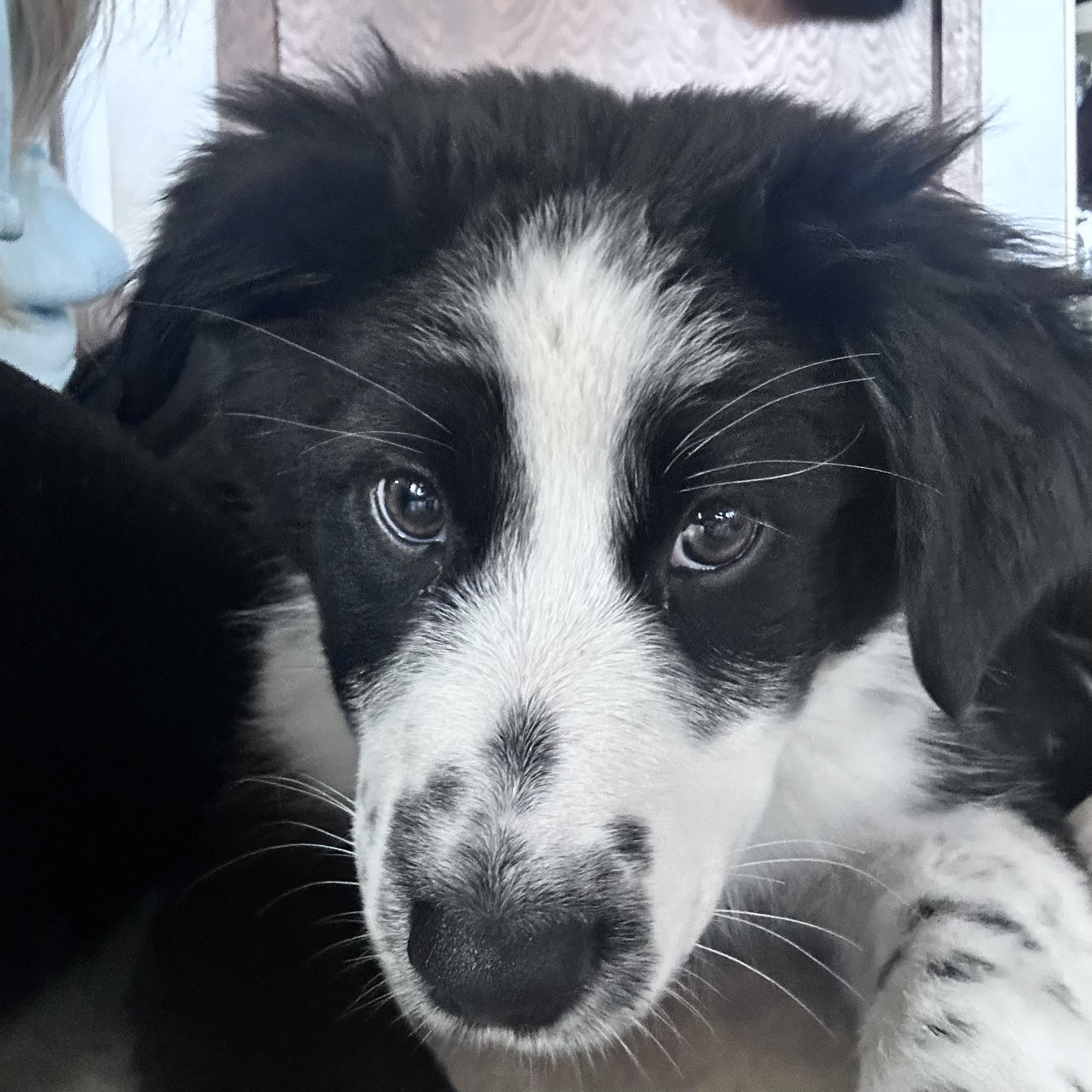 Minnie, an adopted Australian Shepherd in Prior Lake, MN image 5/5