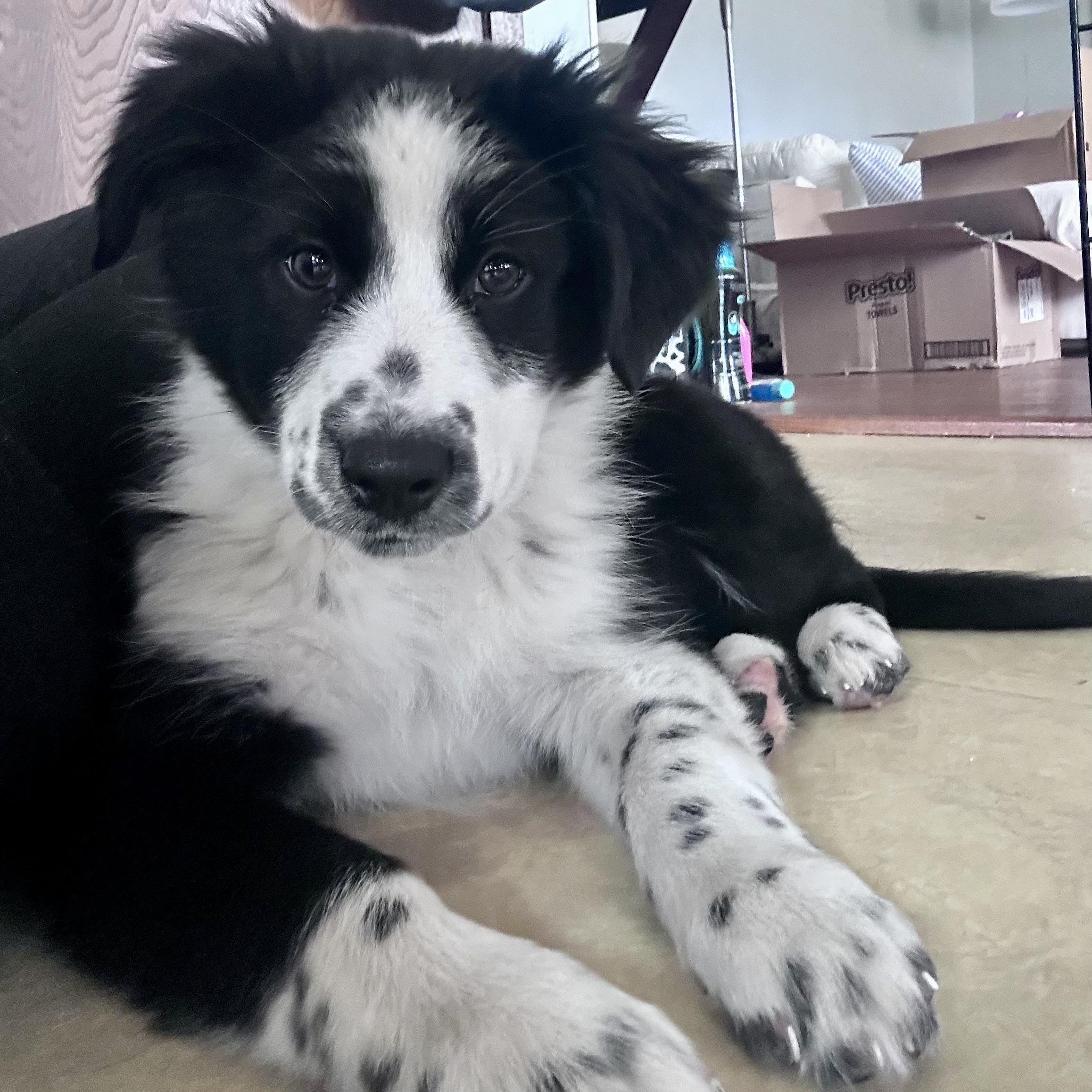 Minnie, an adopted Australian Shepherd in Prior Lake, MN image 3/5