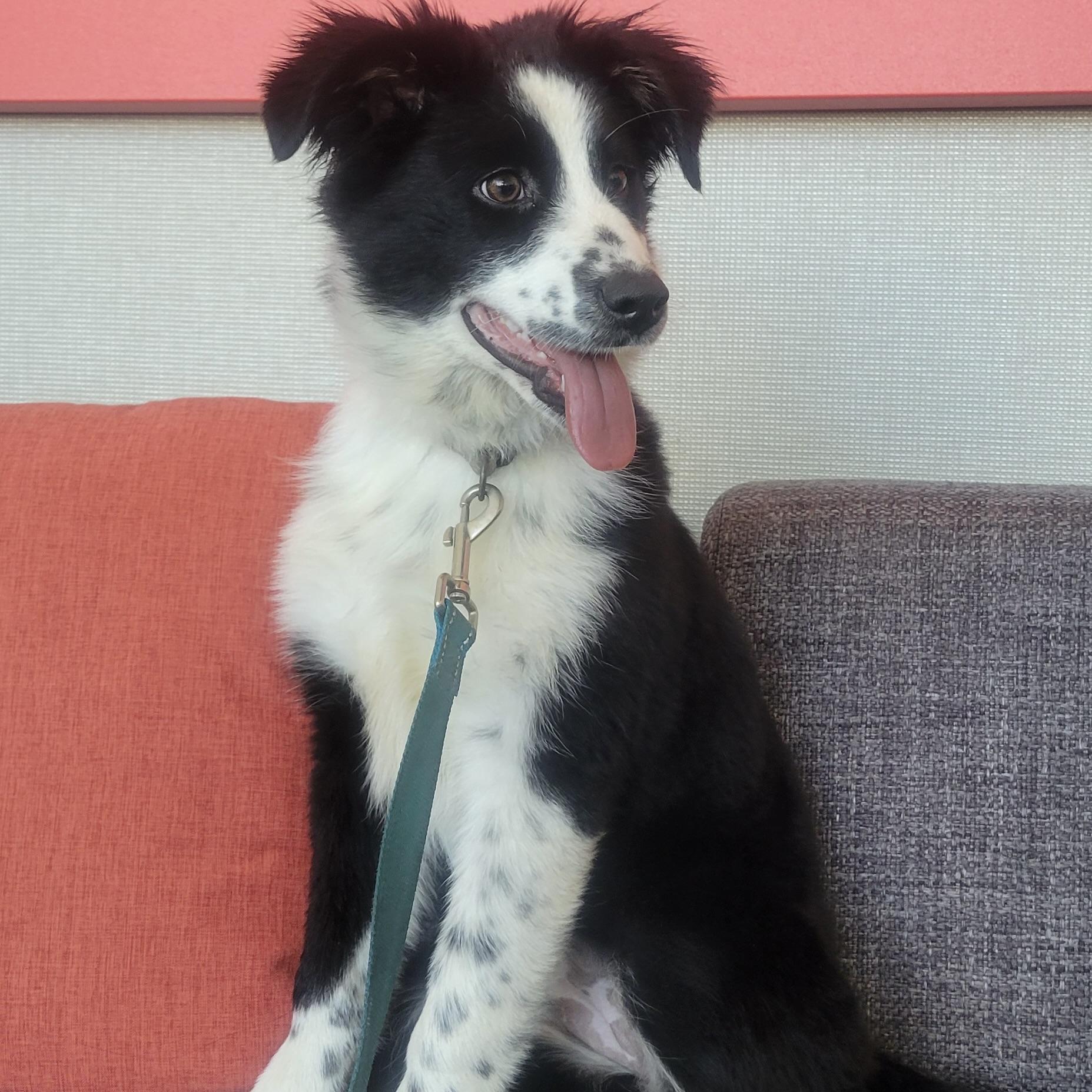 Minnie, an adopted Australian Shepherd in Prior Lake, MN image 4/5