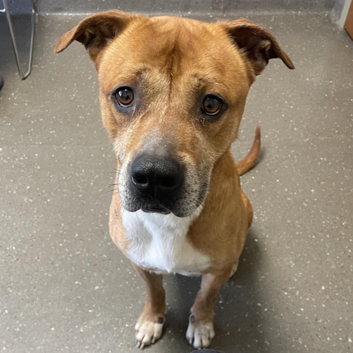 Arlo, a Adoptable Pit Bull Terrier image 1/5