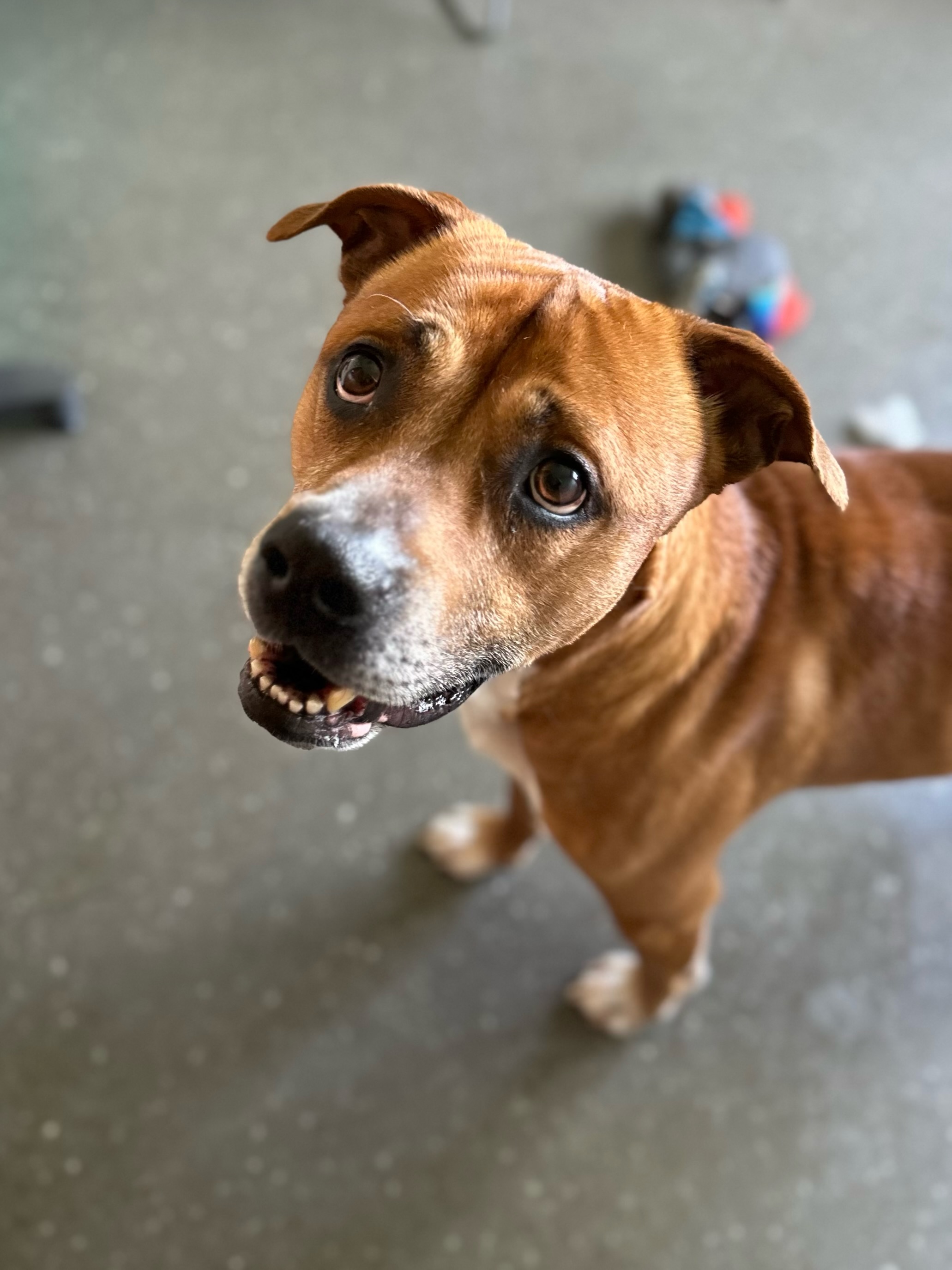 Arlo, a Adoptable Pit Bull Terrier image 3/5