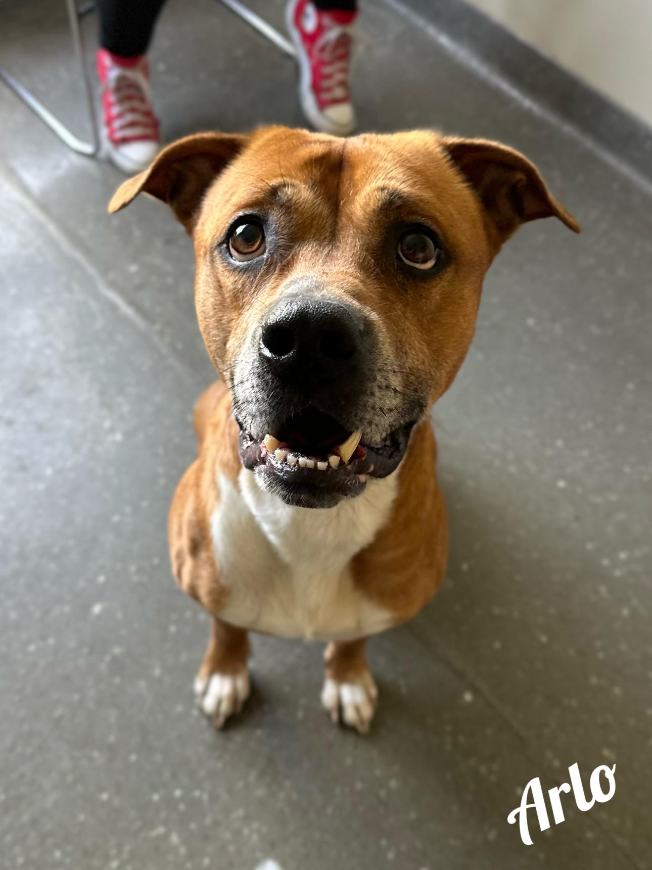 Arlo, Adult Male Pit Bull Terrier