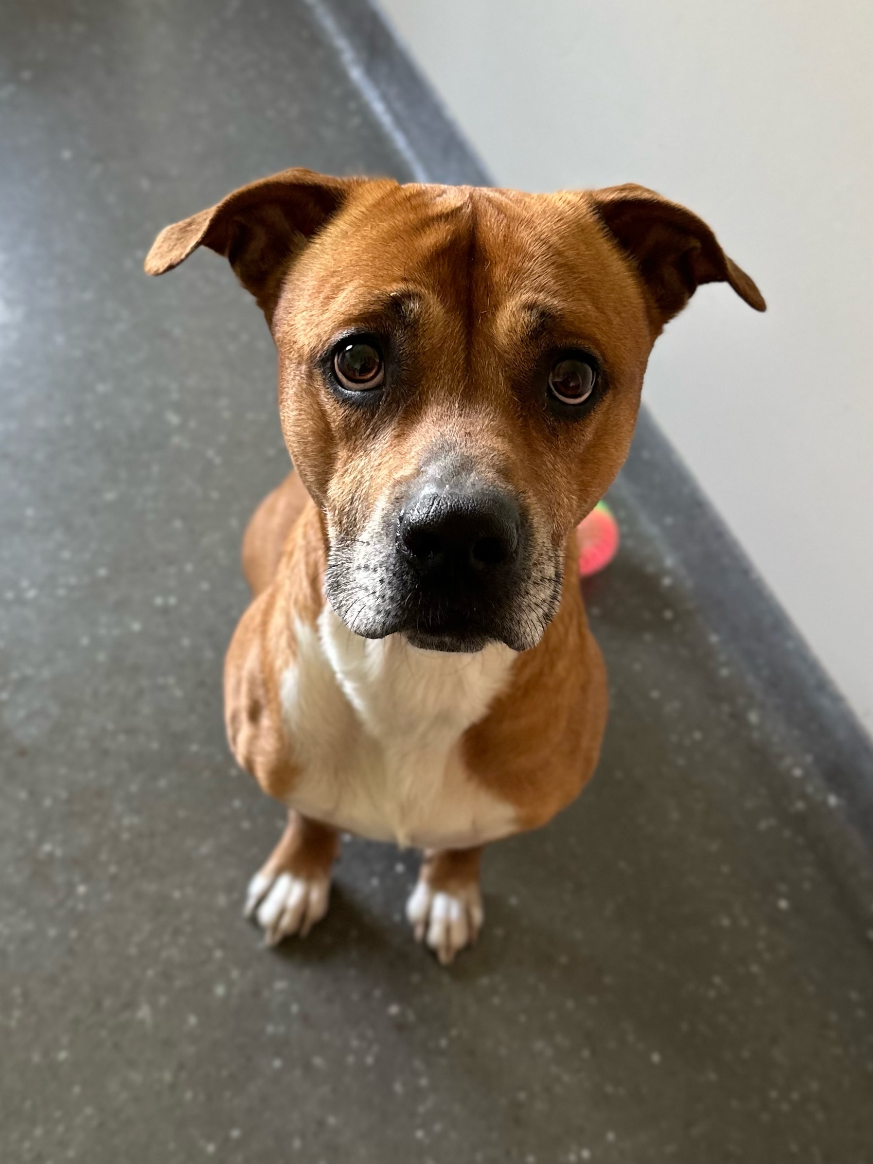 Arlo, a Adoptable Pit Bull Terrier image 5/5