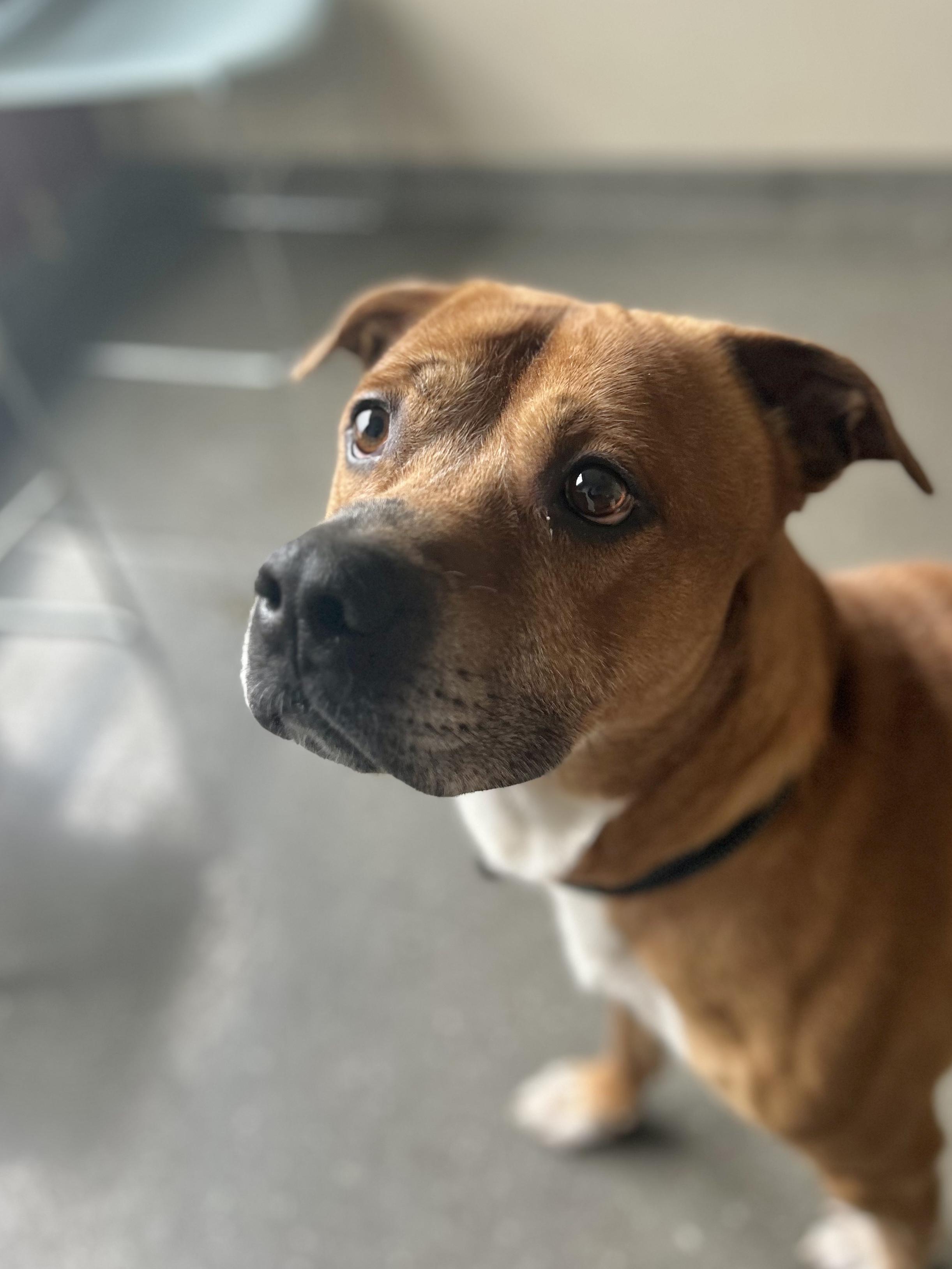 Arlo, a Adoptable Pit Bull Terrier image 4/5