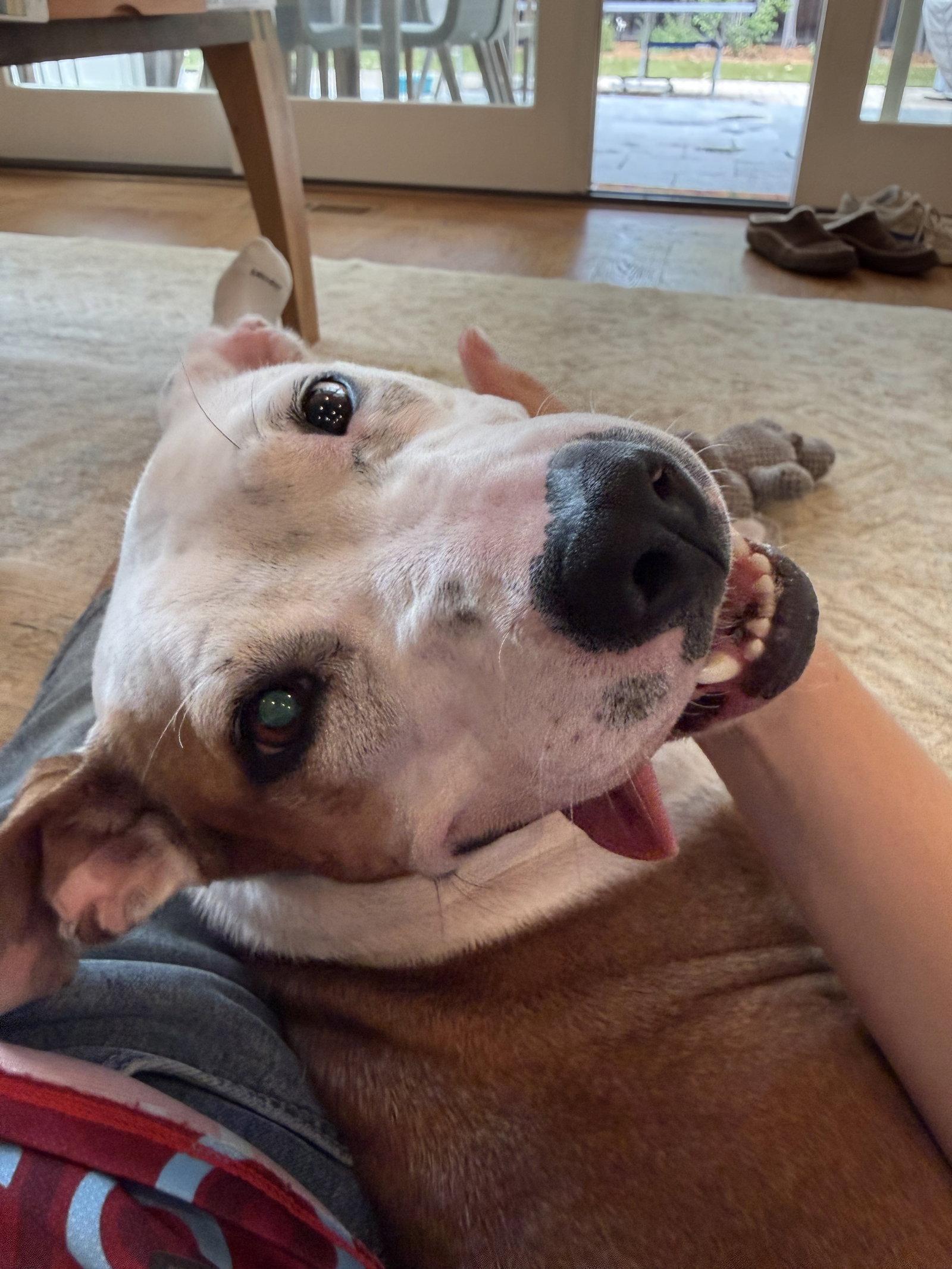 Sonnet, a Adoptable Pit Bull Terrier in Burlingame, CA image 1/3