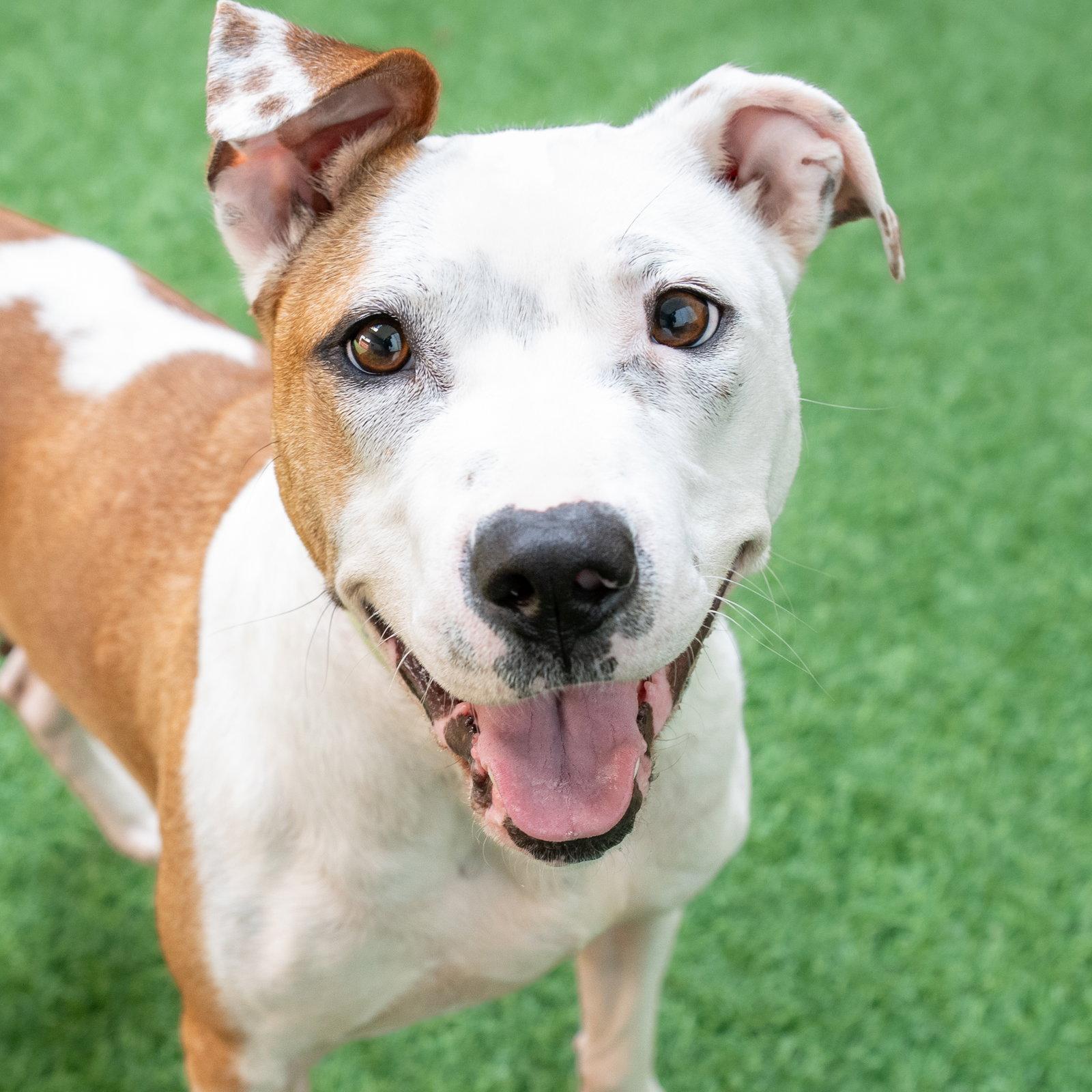 Sonnet, a Adoptable Pit Bull Terrier in Burlingame, CA image 2/3