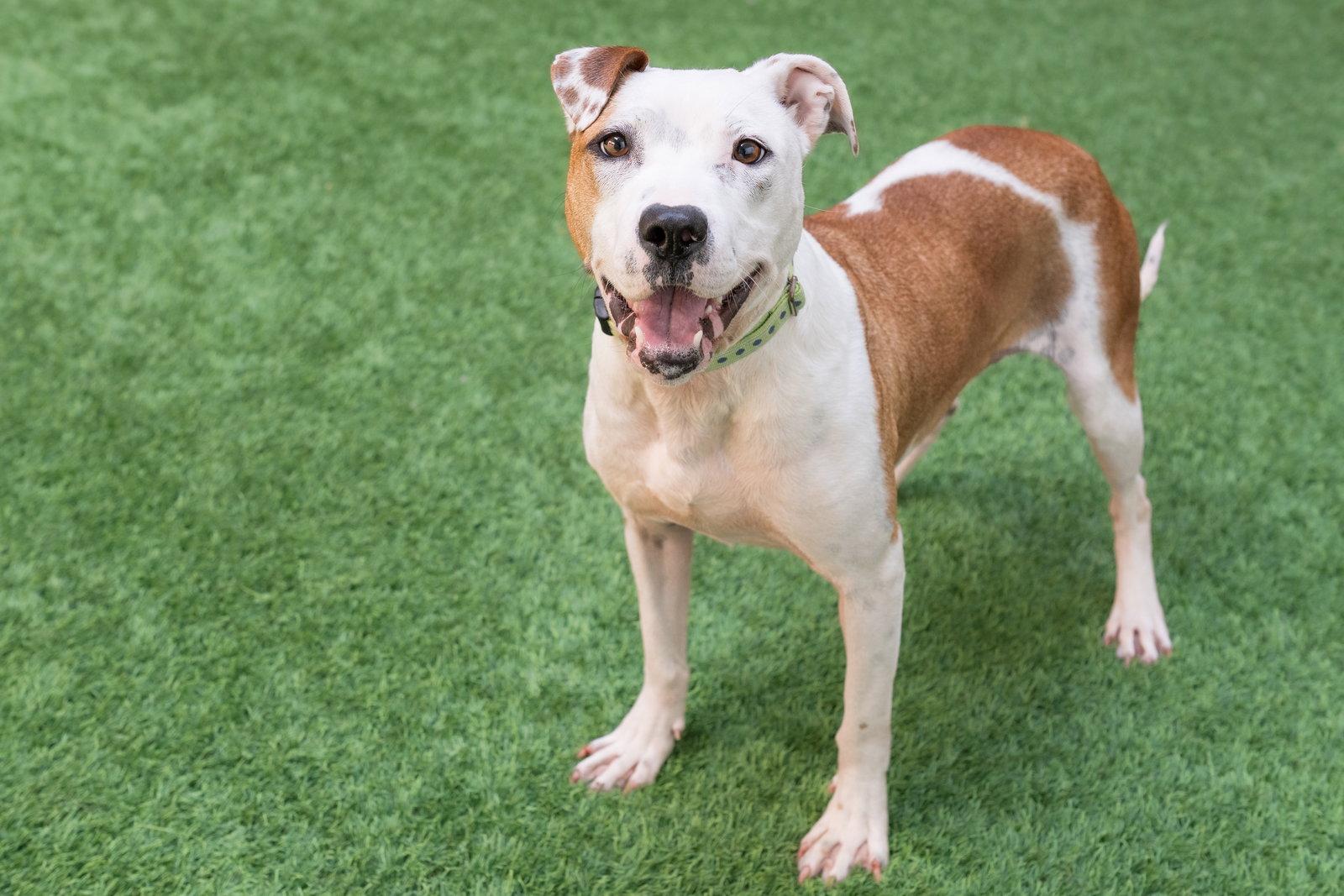 Sonnet, a Adoptable Pit Bull Terrier in Burlingame, CA image 2/3