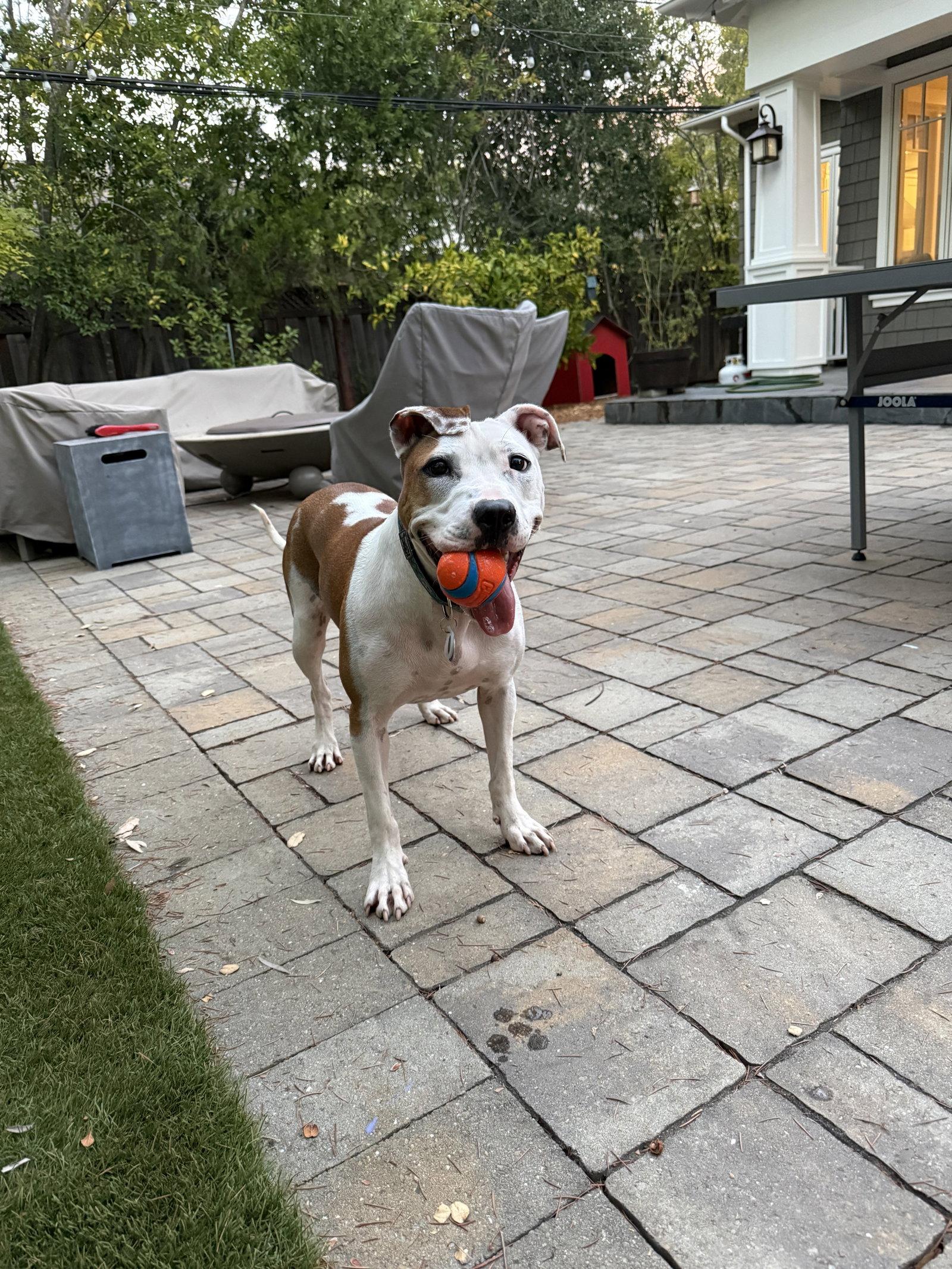 Sonnet, a Adoptable Pit Bull Terrier in Burlingame, CA image 3/3