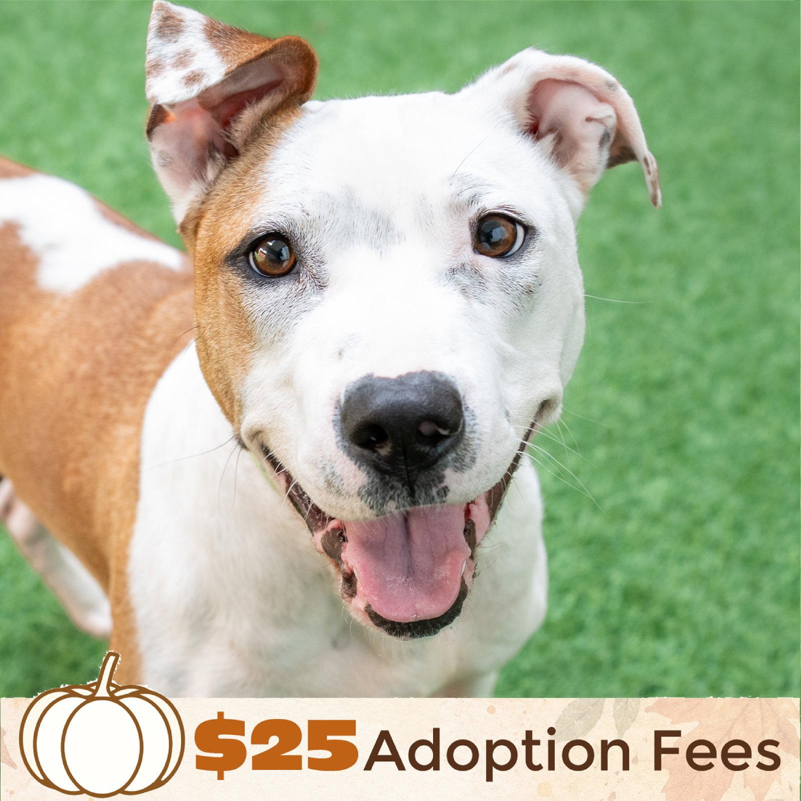 Enlarge Sonnet, a Adoptable Pit Bull Terrier in Burlingame, CA image 3/3