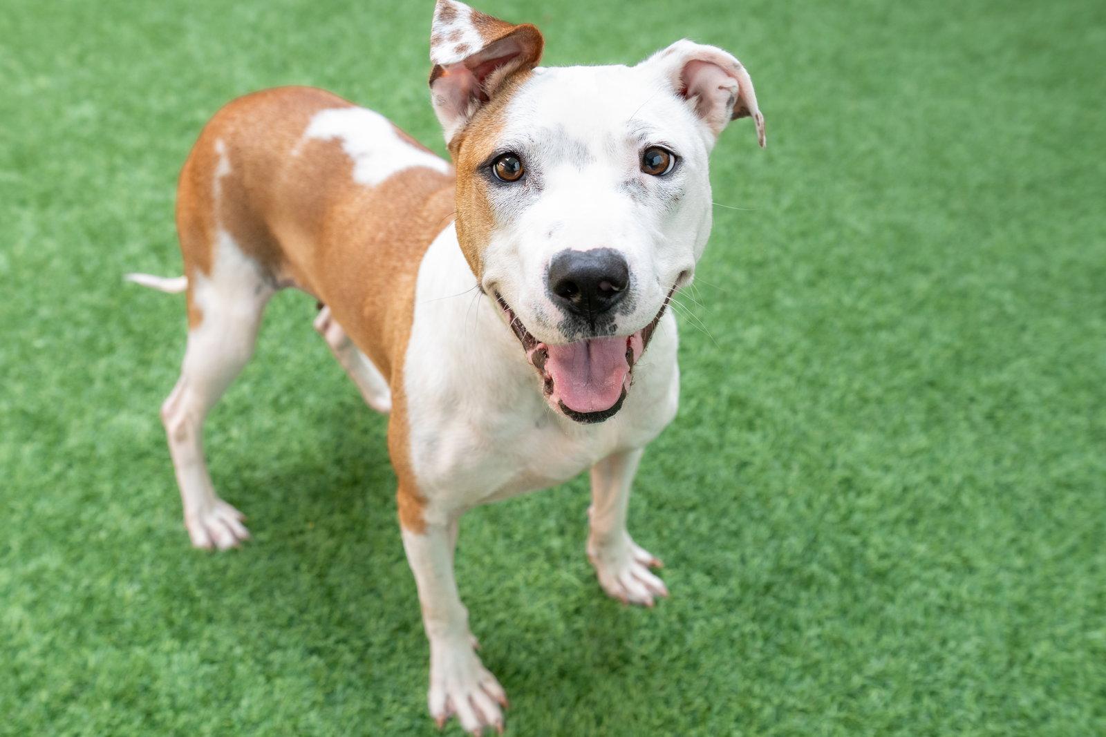 Sonnet, a Adoptable Pit Bull Terrier in Burlingame, CA image 3/3