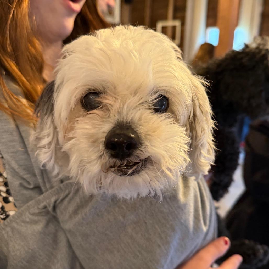 Enlarge Shay, a Adoptable Shih Tzu in Parkton, MD image 1/6