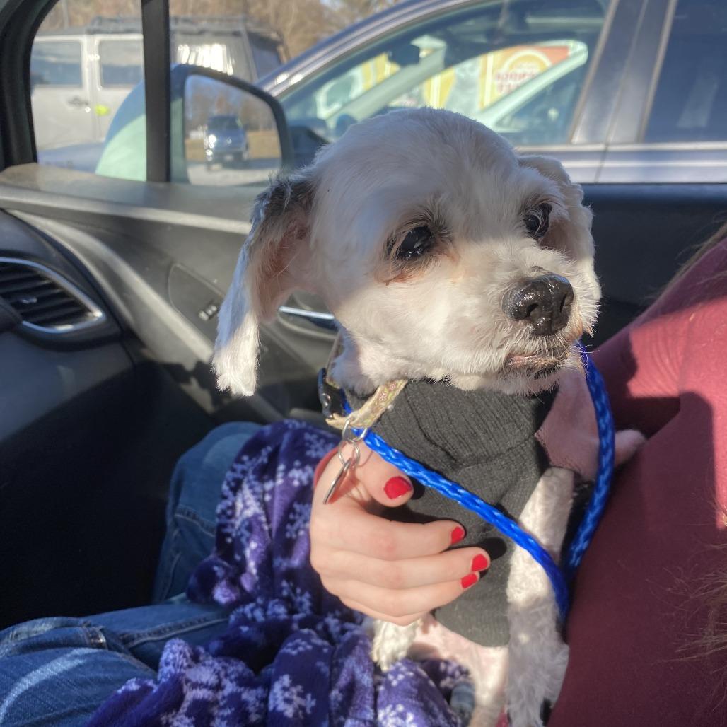 Enlarge Shay, a Adoptable Shih Tzu in Parkton, MD image 6/6