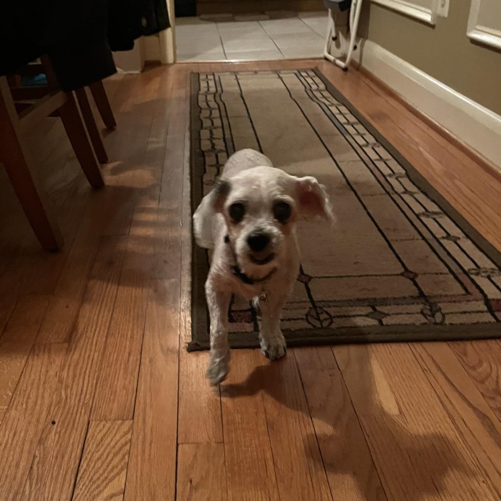 Enlarge Shay, a Adoptable Shih Tzu in Parkton, MD image 3/6