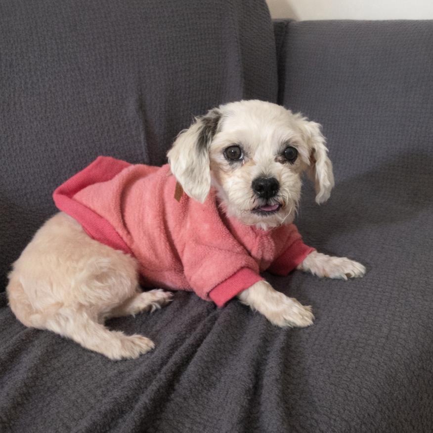 Shay, Adoptable, Senior Female Shih Tzu.