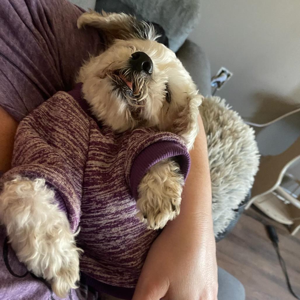 Enlarge Shay, a Adoptable Shih Tzu in Parkton, MD image 4/6