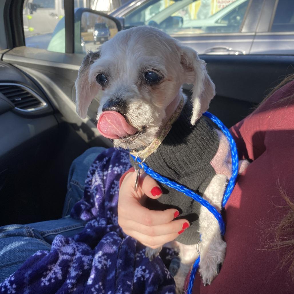 Enlarge Shay, a Adoptable Shih Tzu in Parkton, MD image 5/6