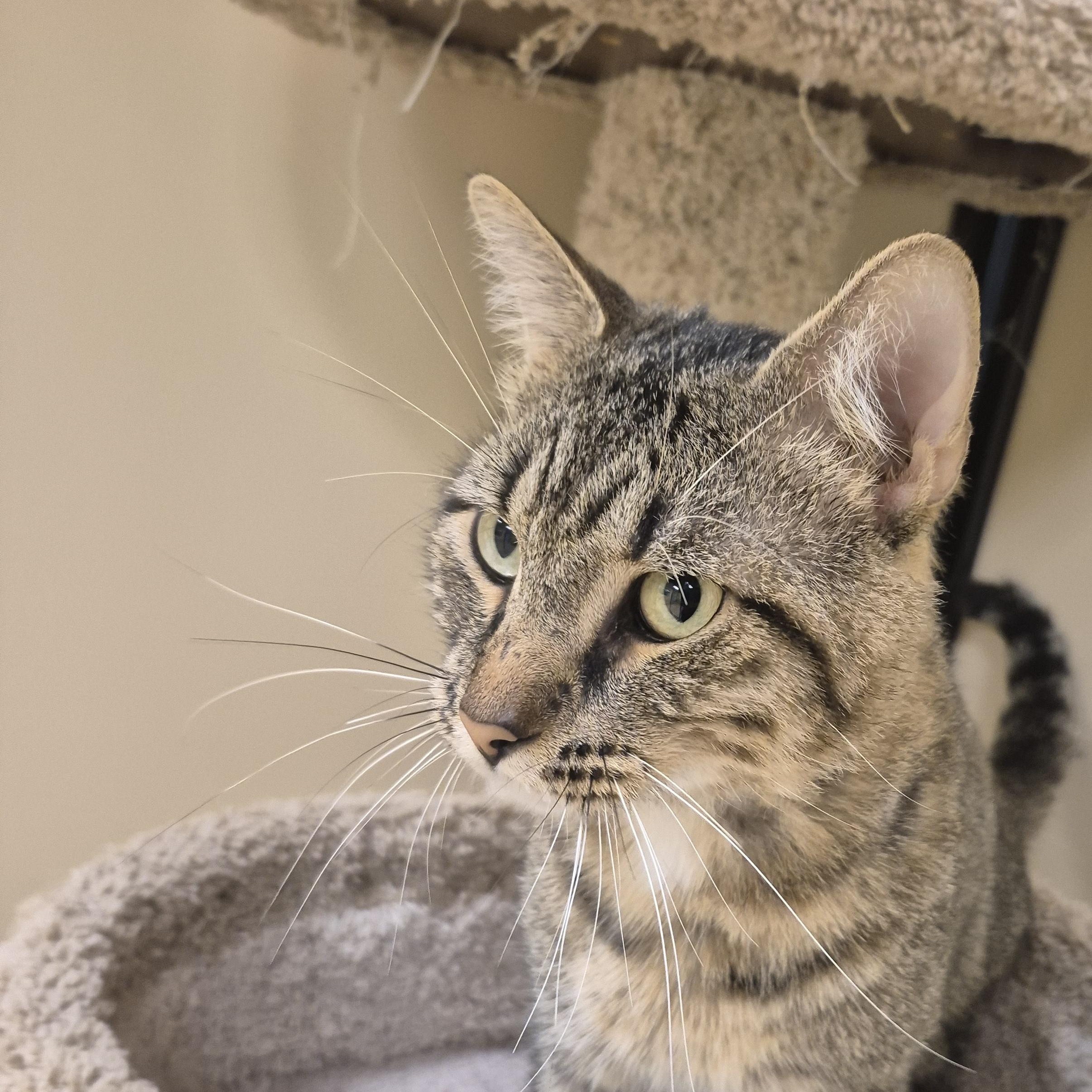 Enlarge Huxley, a Adoptable Domestic Short Hair in Schertz, TX image 5/5