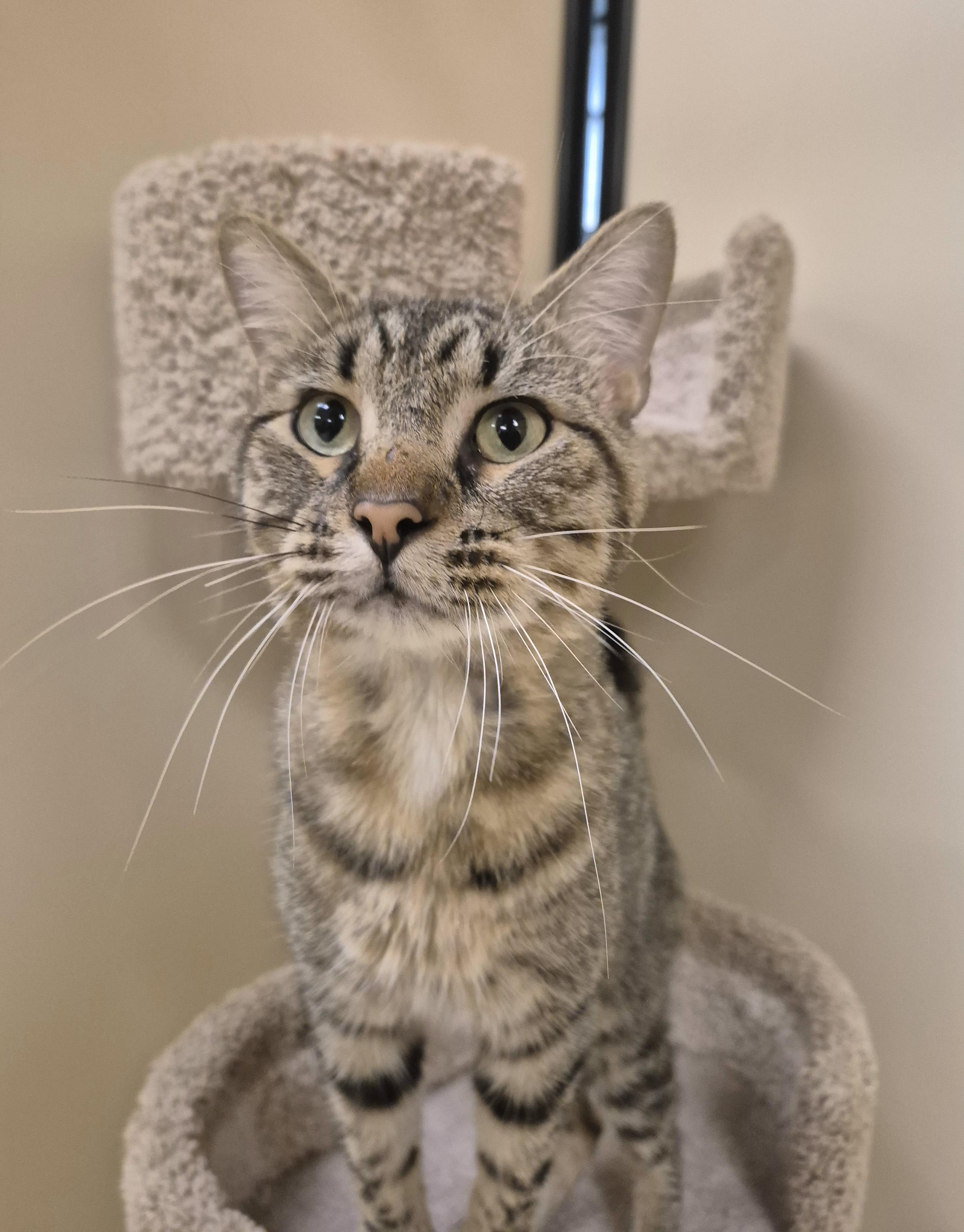 Enlarge Huxley, a Adoptable Domestic Short Hair in Schertz, TX image 1/5