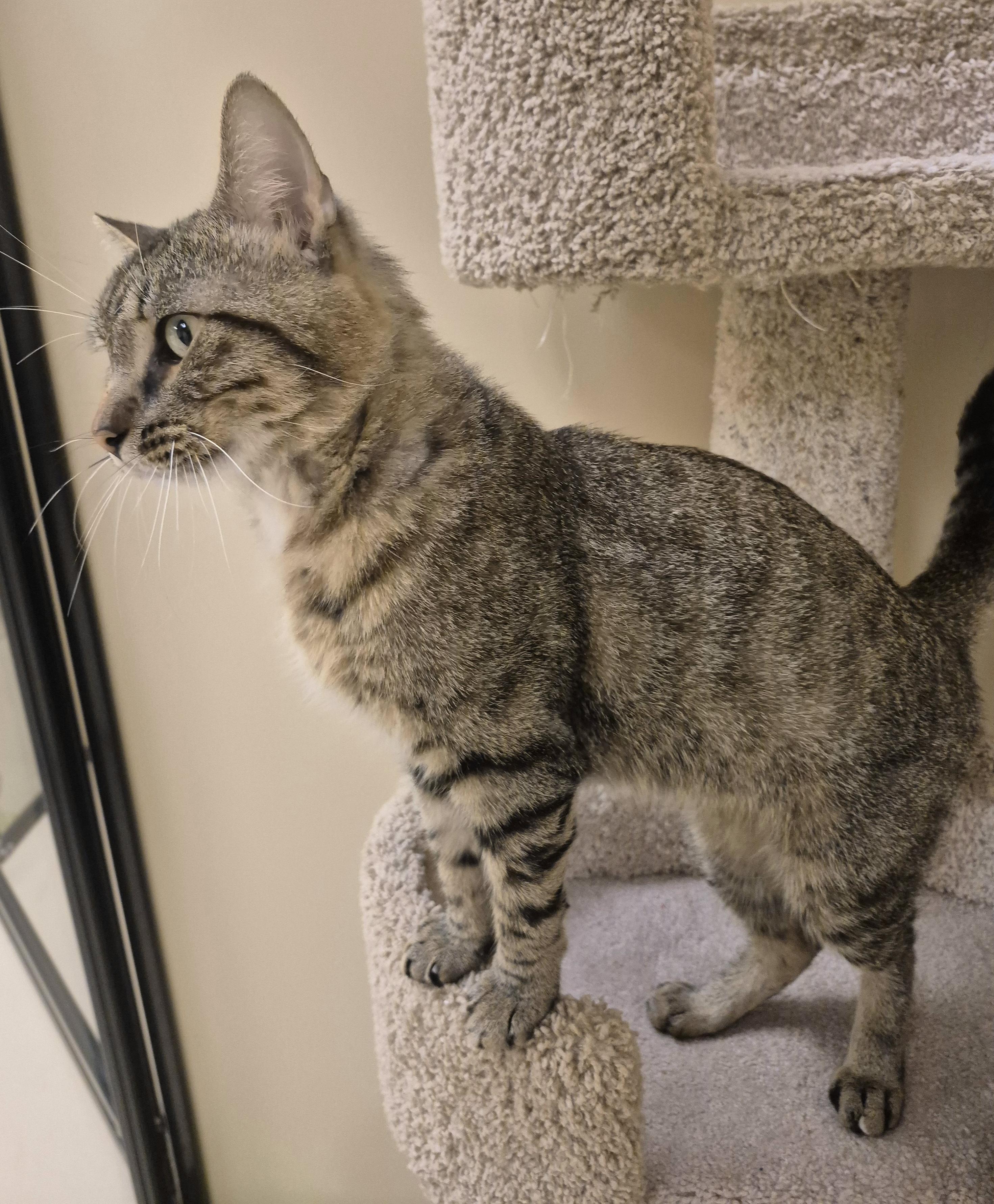 Enlarge Huxley, a Adoptable Domestic Short Hair in Schertz, TX image 2/5