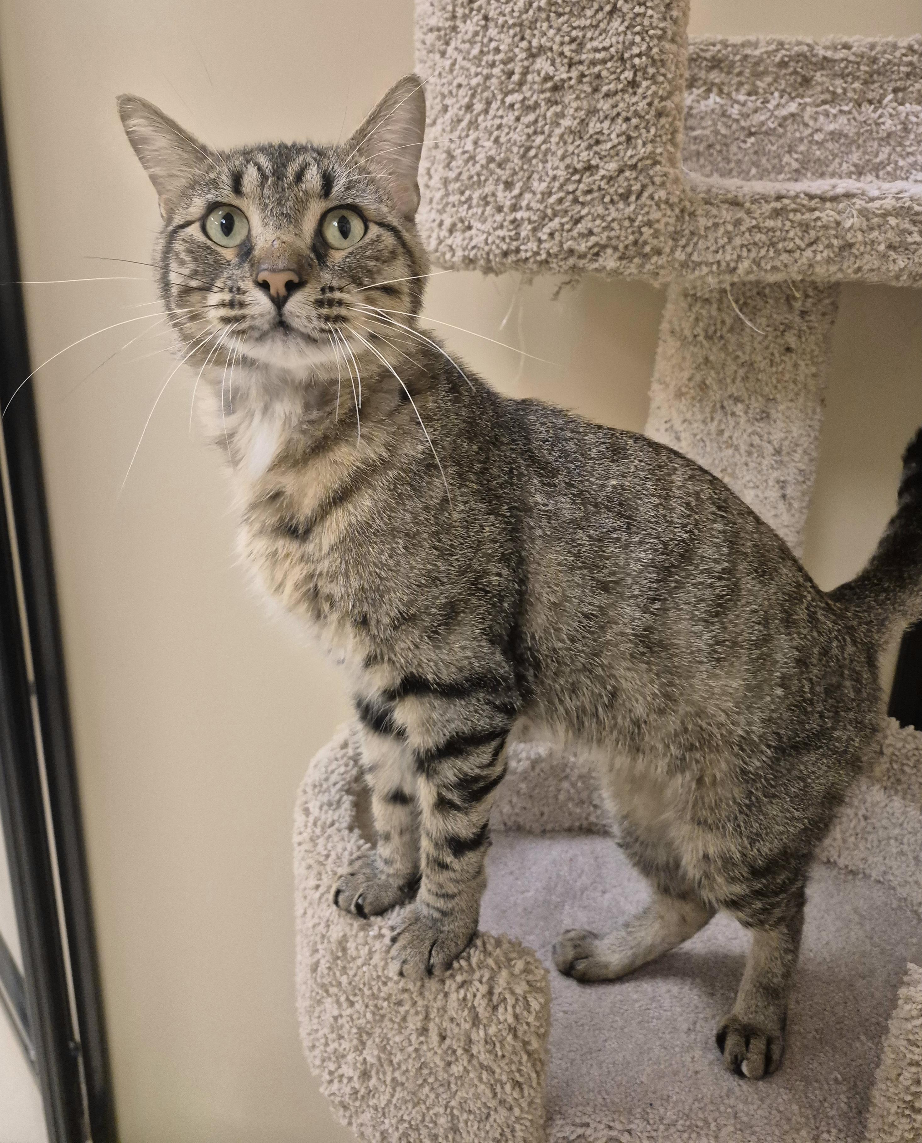 Enlarge Huxley, a Adoptable Domestic Short Hair in Schertz, TX image 3/5