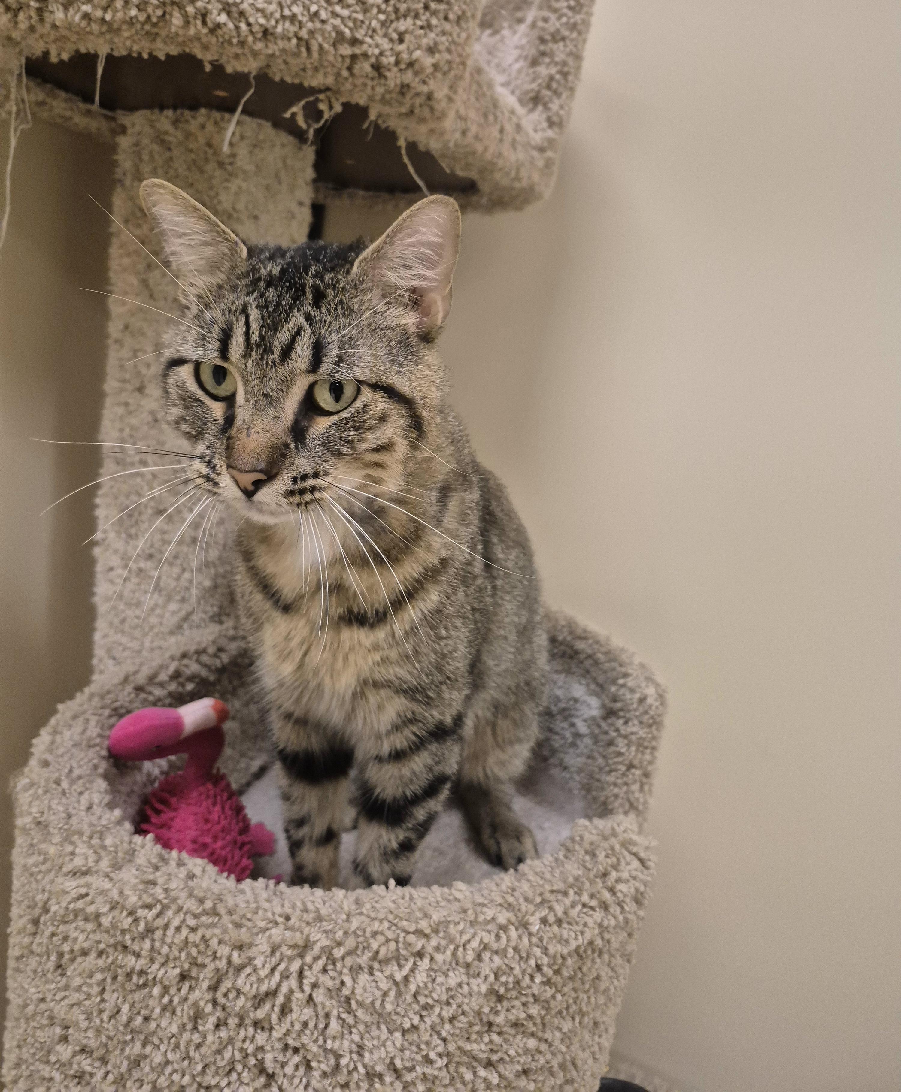 Enlarge Huxley, a Adoptable Domestic Short Hair in Schertz, TX image 4/5