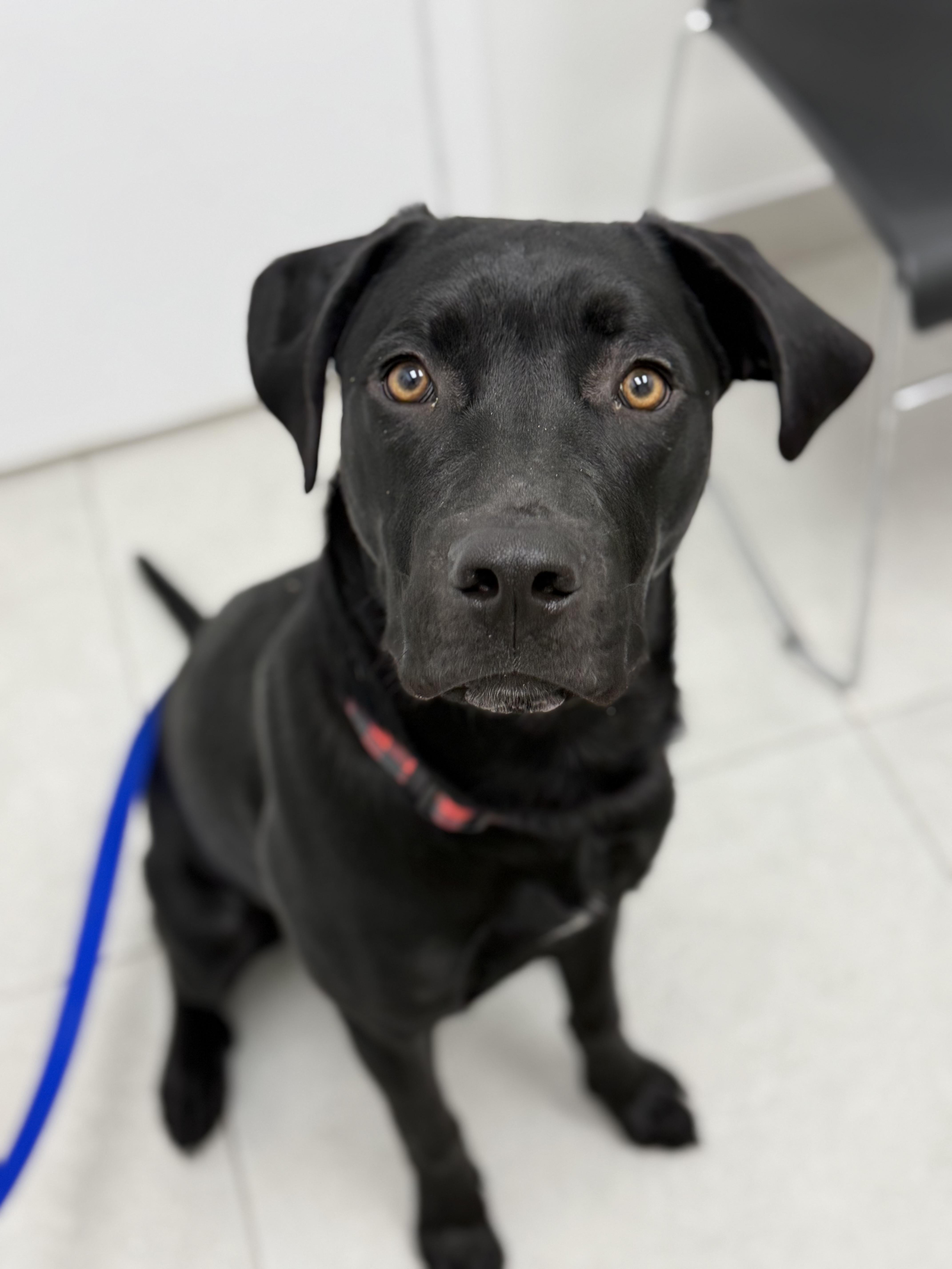 Kirk, a ADOPTABLE Black Labrador Retriever in Guelph, ON image 4/5