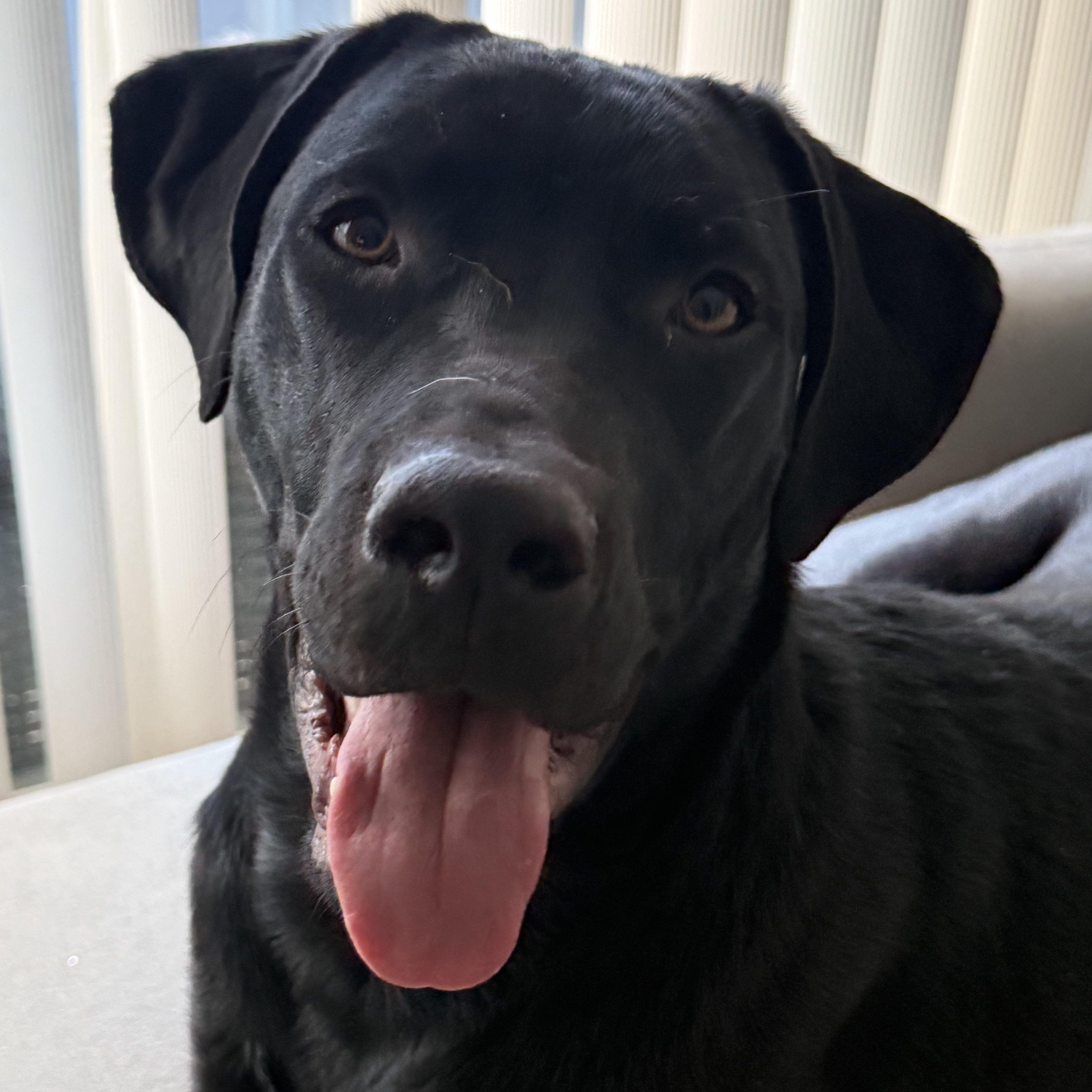 Kirk, a ADOPTABLE Black Labrador Retriever in Guelph, ON image 1/5